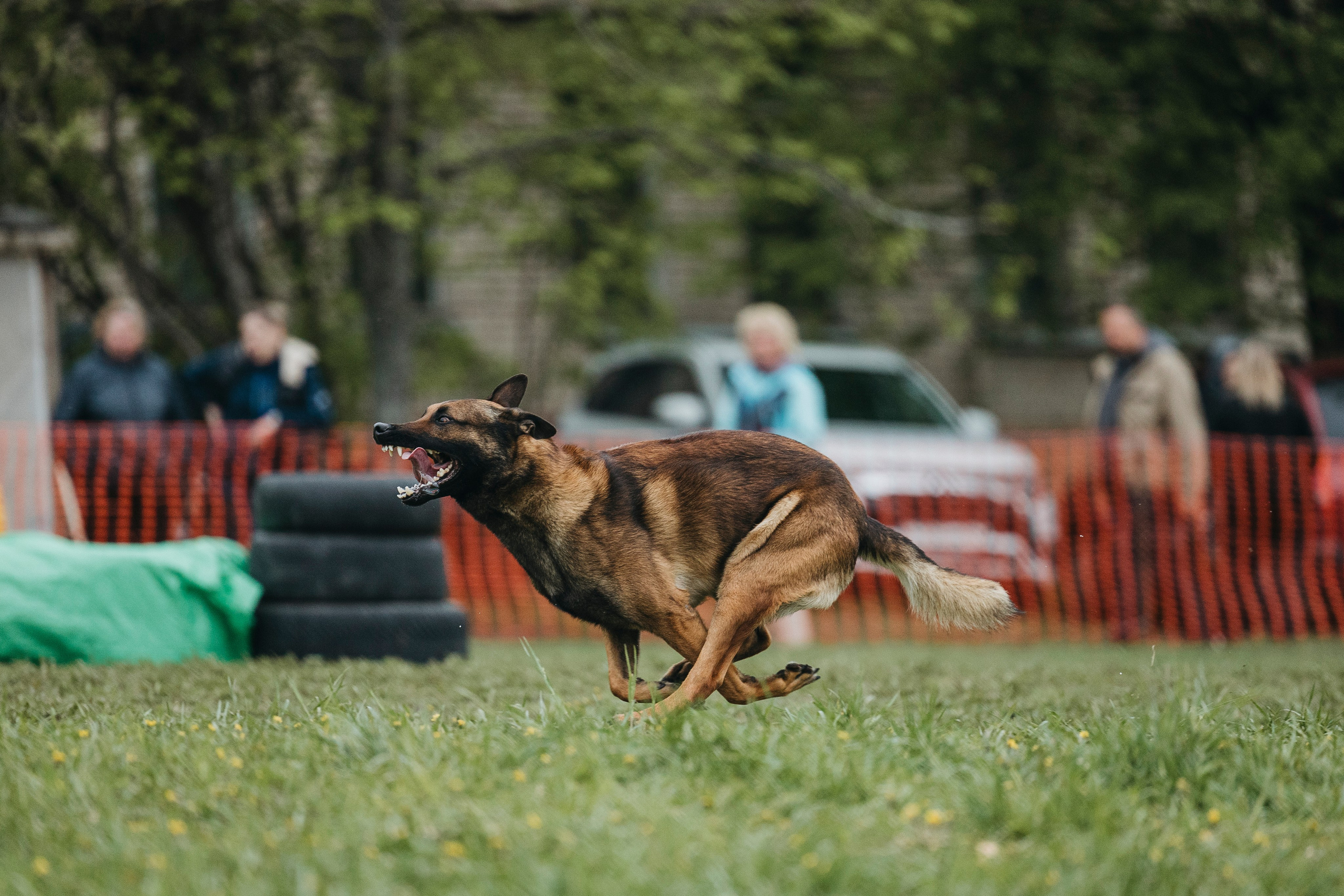 26.05.25 г. Пушкин квалификационные соревнования. Фотограф-анималист Анна Маринич