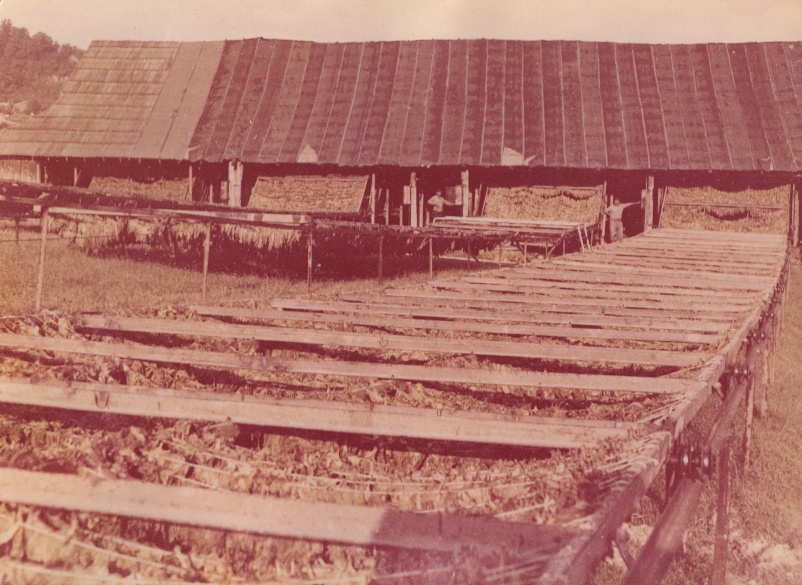 1991. Архив Риты Чолакян (Терзиян).