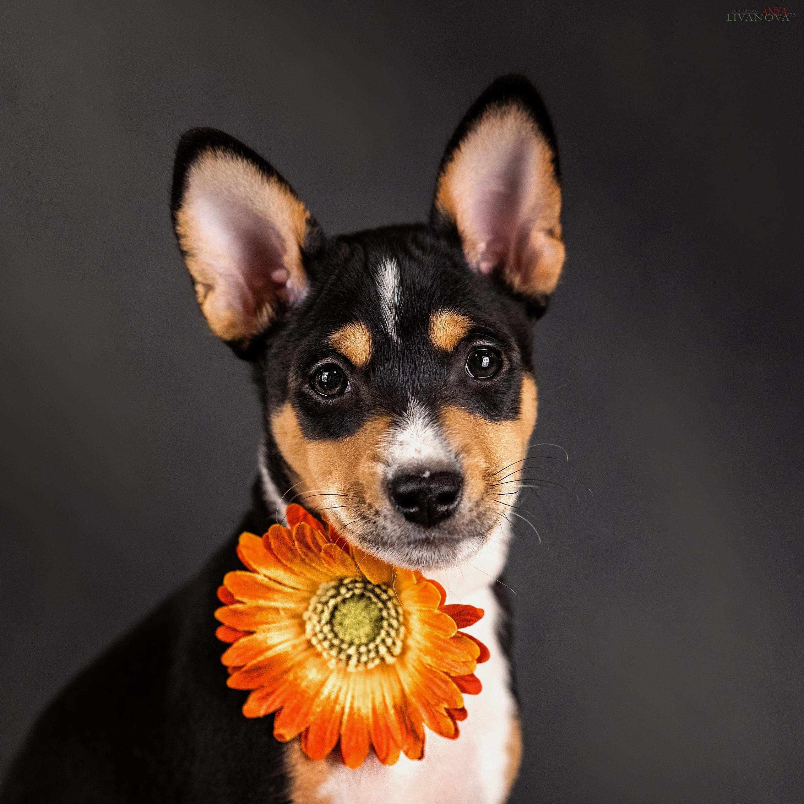 Басенджи. Фотограф анималист Аня Ливанова | Рыбинск