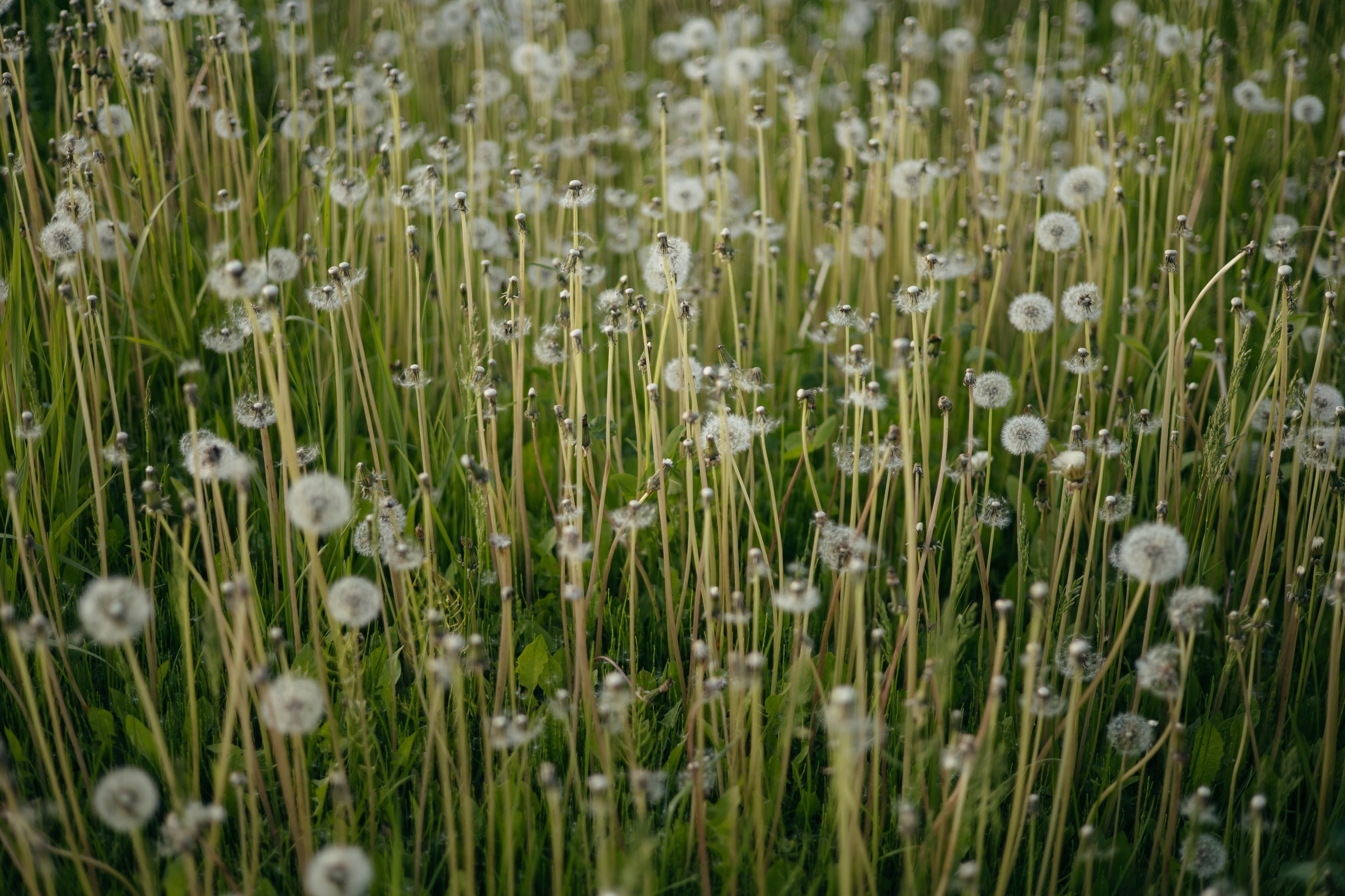 DINARA. Фотограф Элла Ефимова