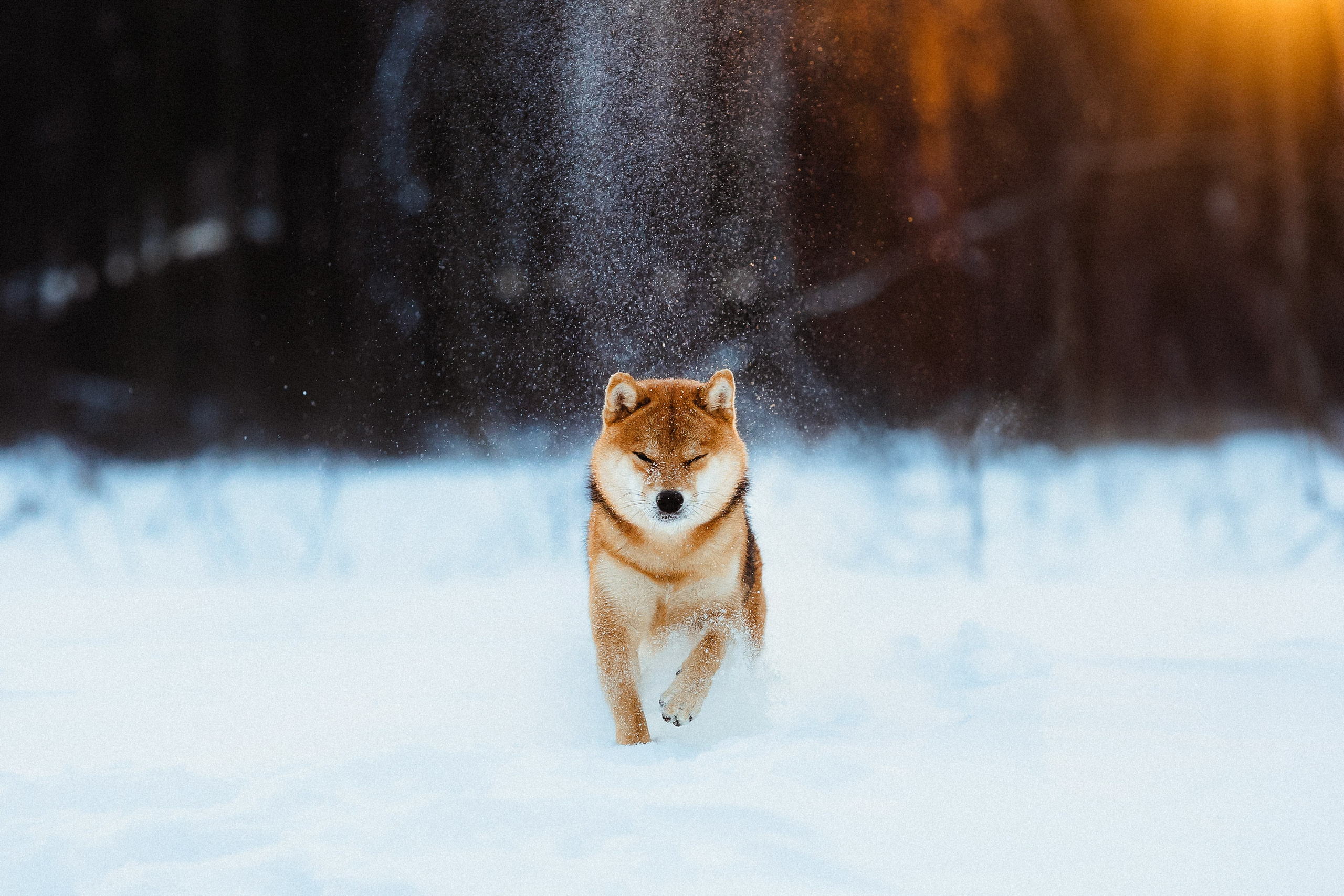 Шед, Цири и Ира