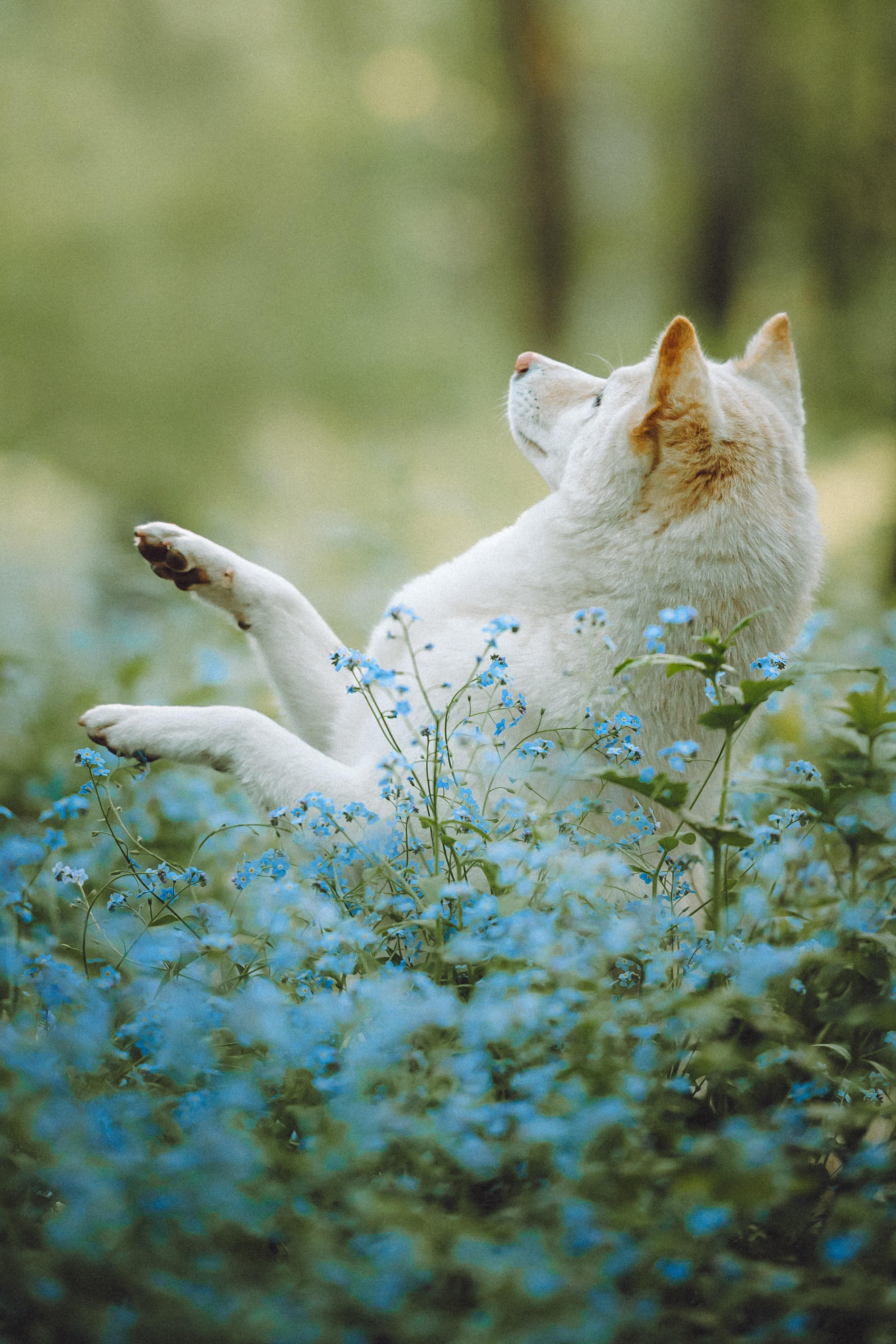 Шед, Цири, Чиби, Цера и их семья