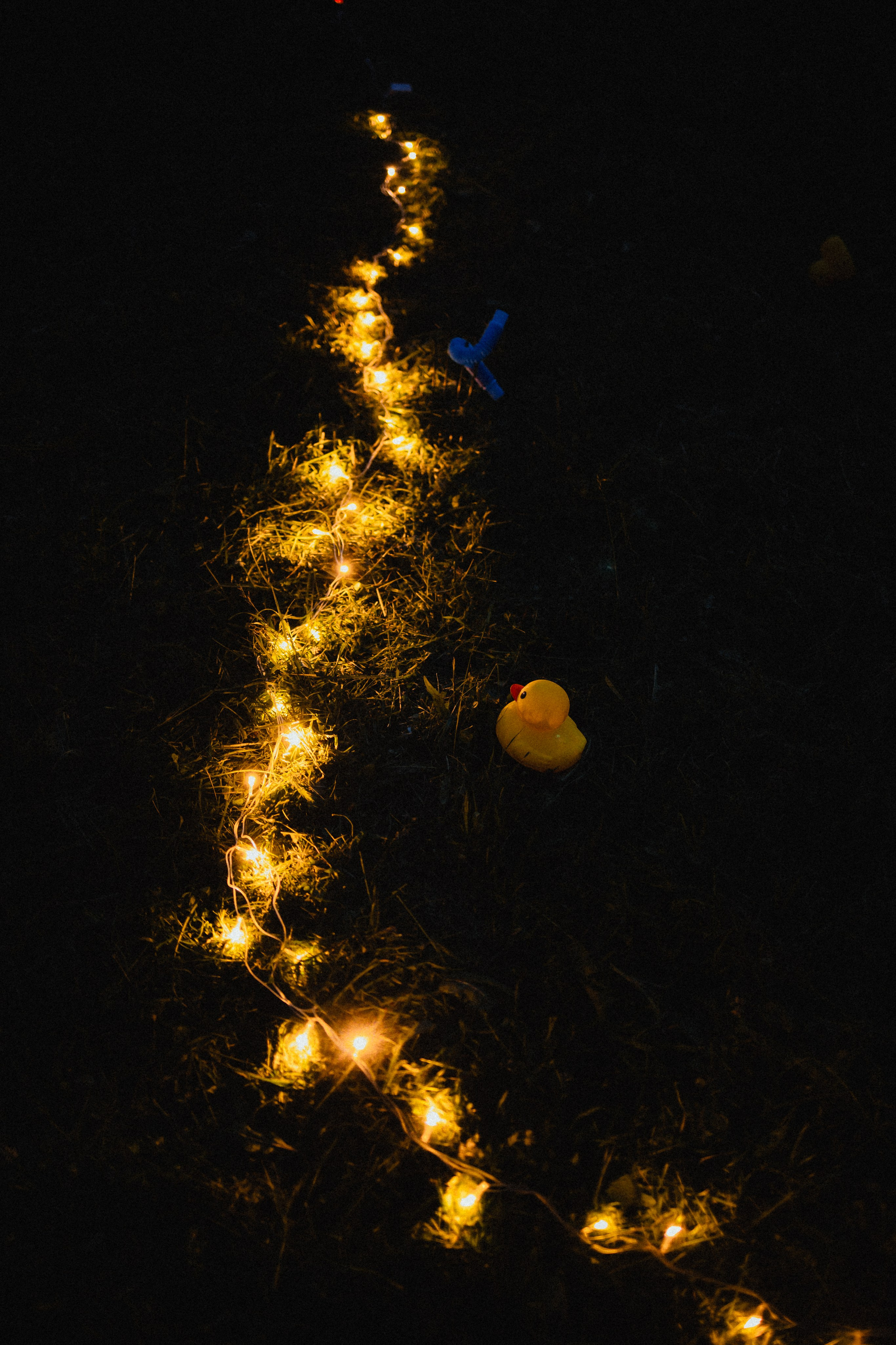 Выездной дог-тренинг от школы «Шерсть имею»