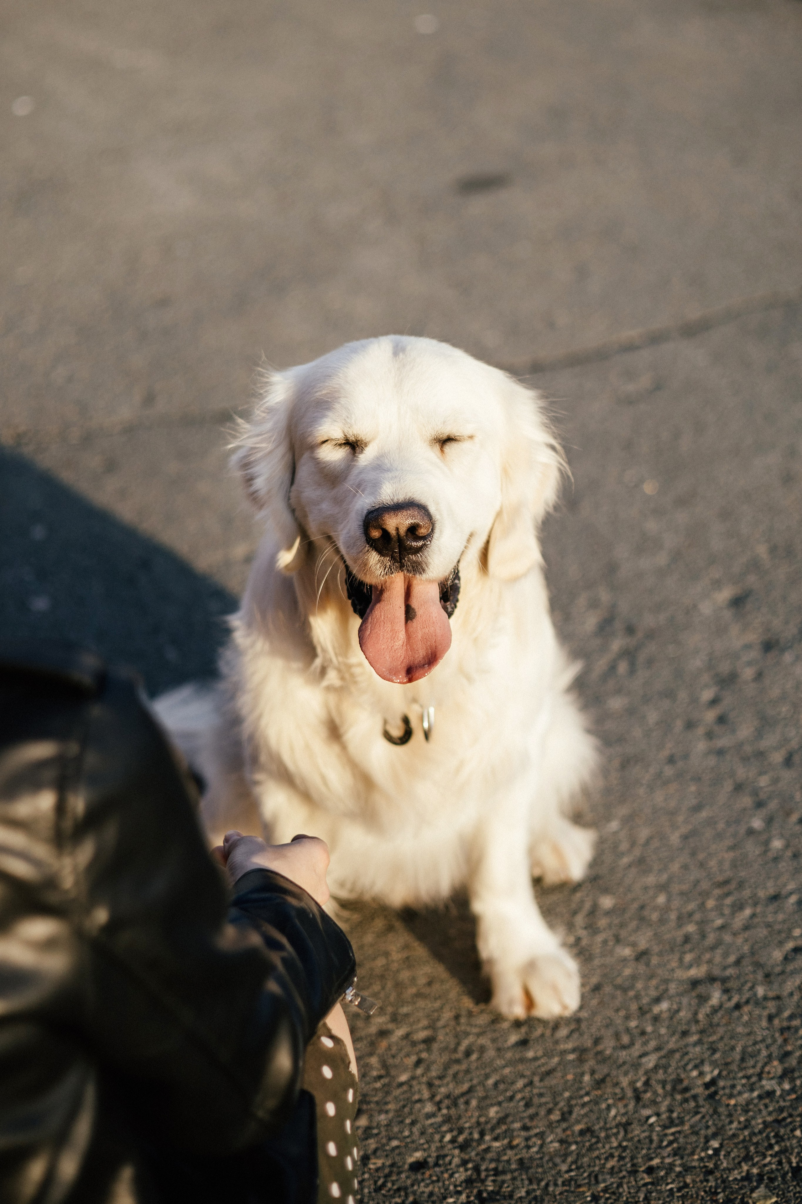 Ира и Байрон. Фотограф — анималист Владивосток, Алина