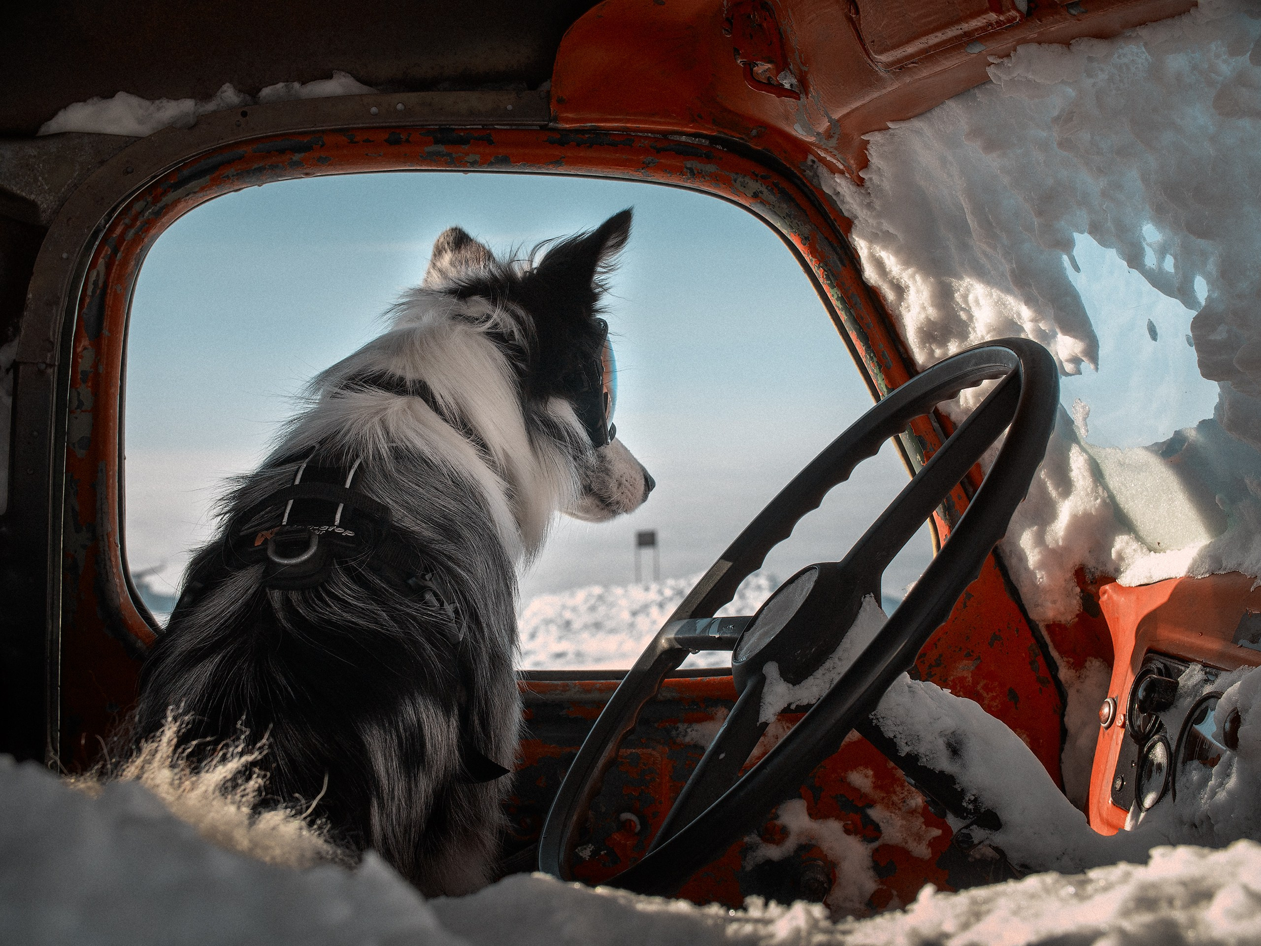 Хибины. Фотограф анималист Никита Натальный