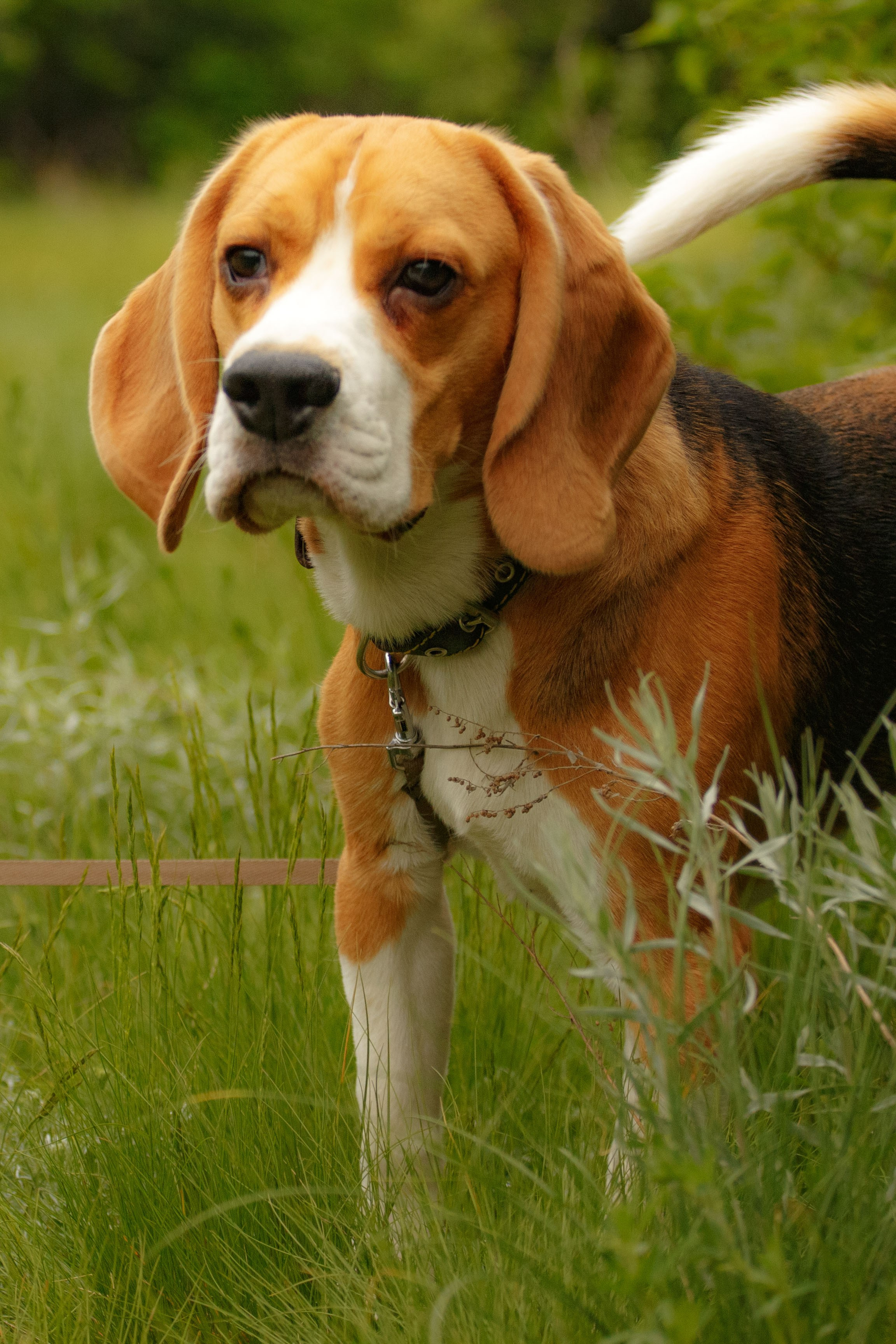 Бигль Старк и его хозяева Яна и Евгений. Фотограф Екатерина Козловская