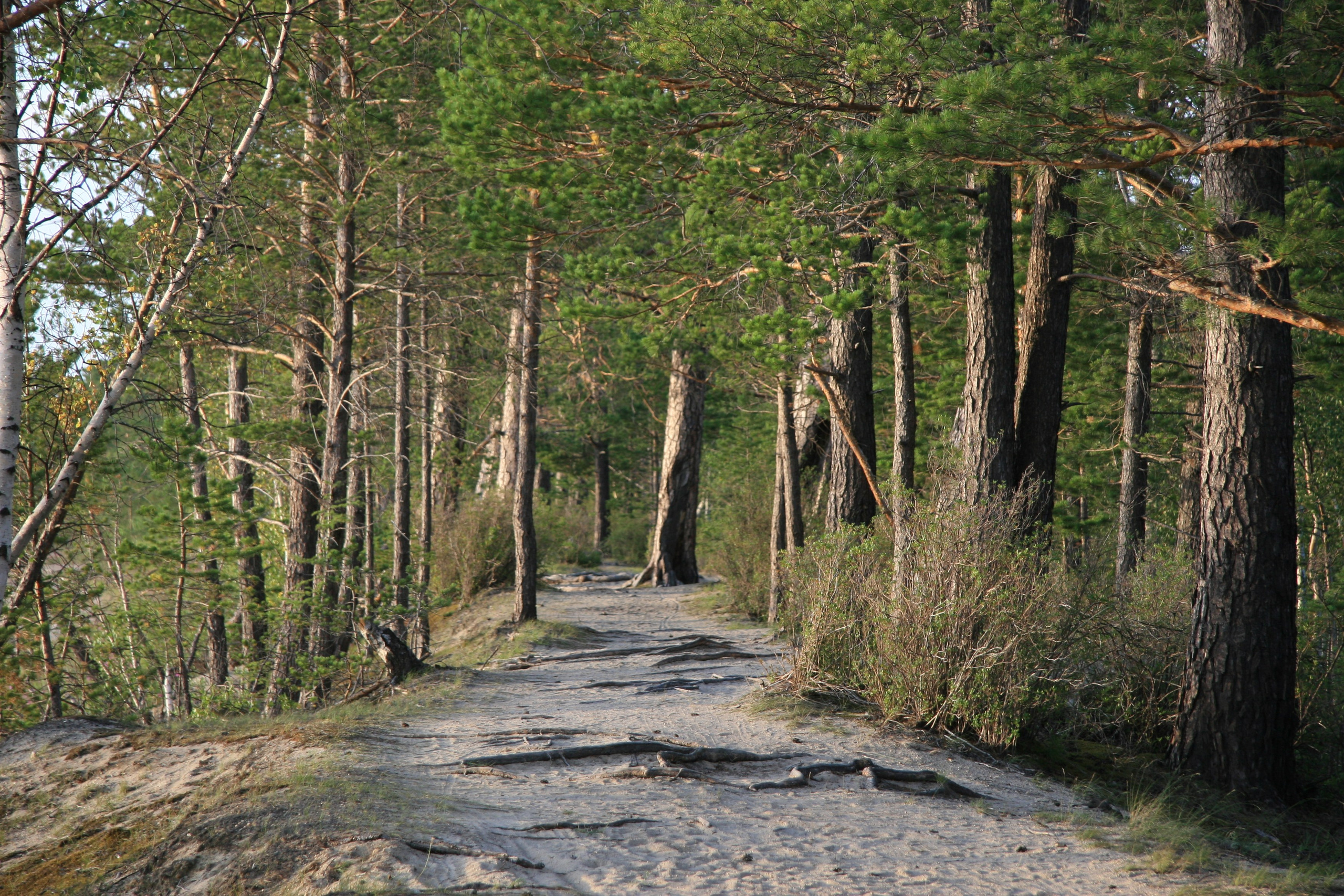 Фото Природы Забайкалья. Студия Максима Белослюдцева