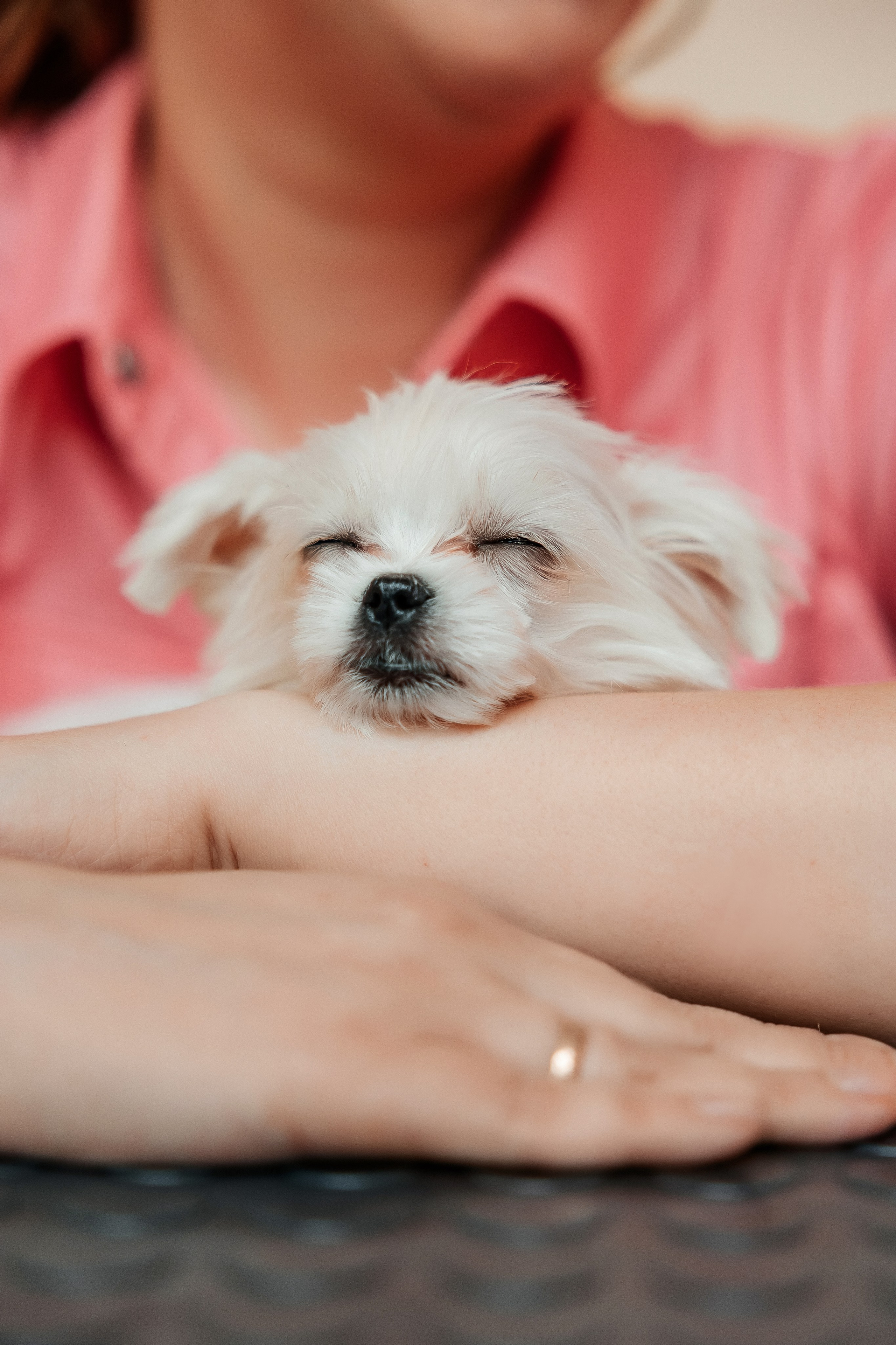 Контент съёмка для грумера. СВАДЕБНЫЙ ФОТОГРАФ НАТАЛИКА