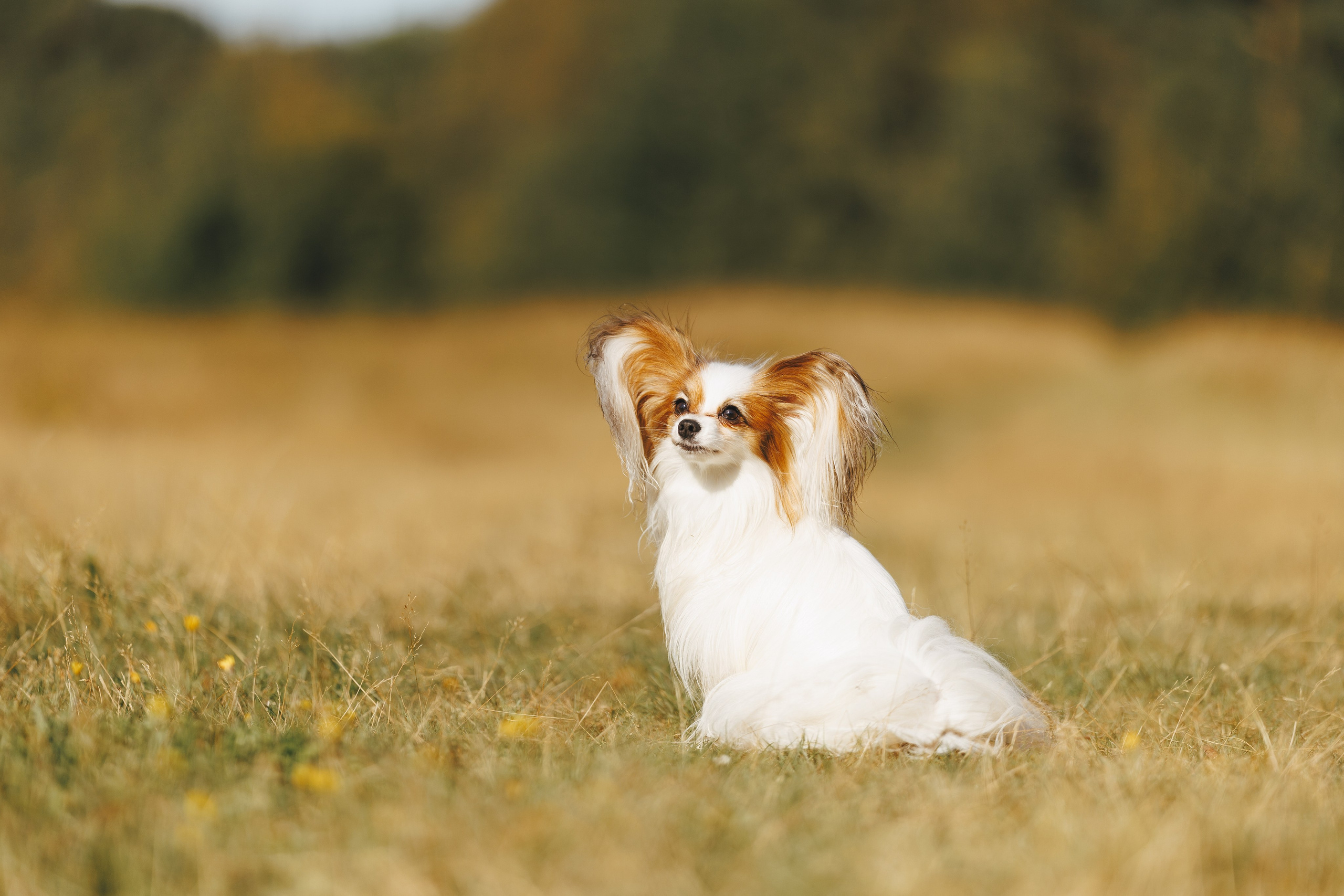 На природе. Фотограф- анималист Санкт-Петербург
