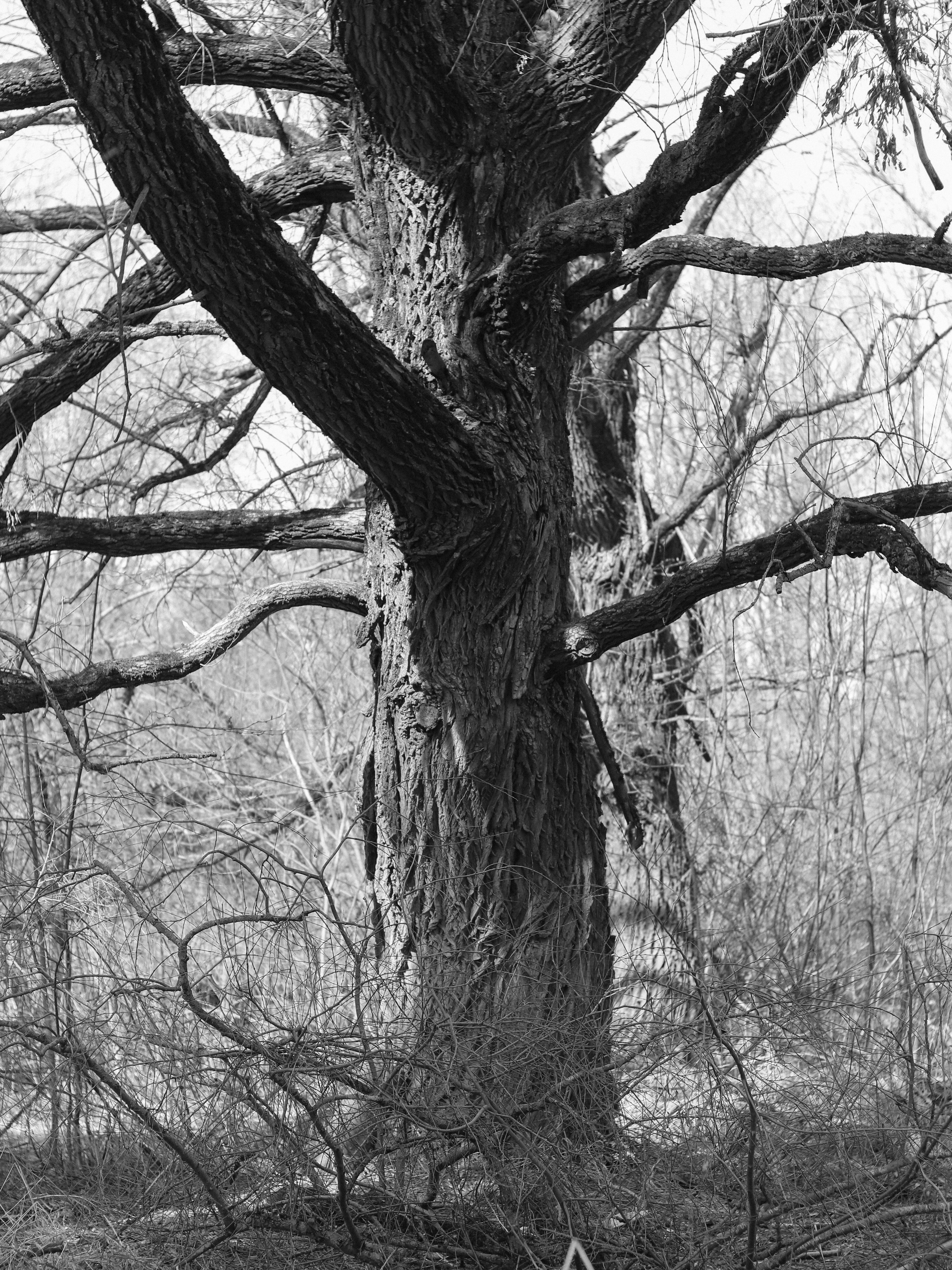 Garden against time. Фотограф и исследователь фотографии из Санкт-Петербурга Елизавета Веприцкая