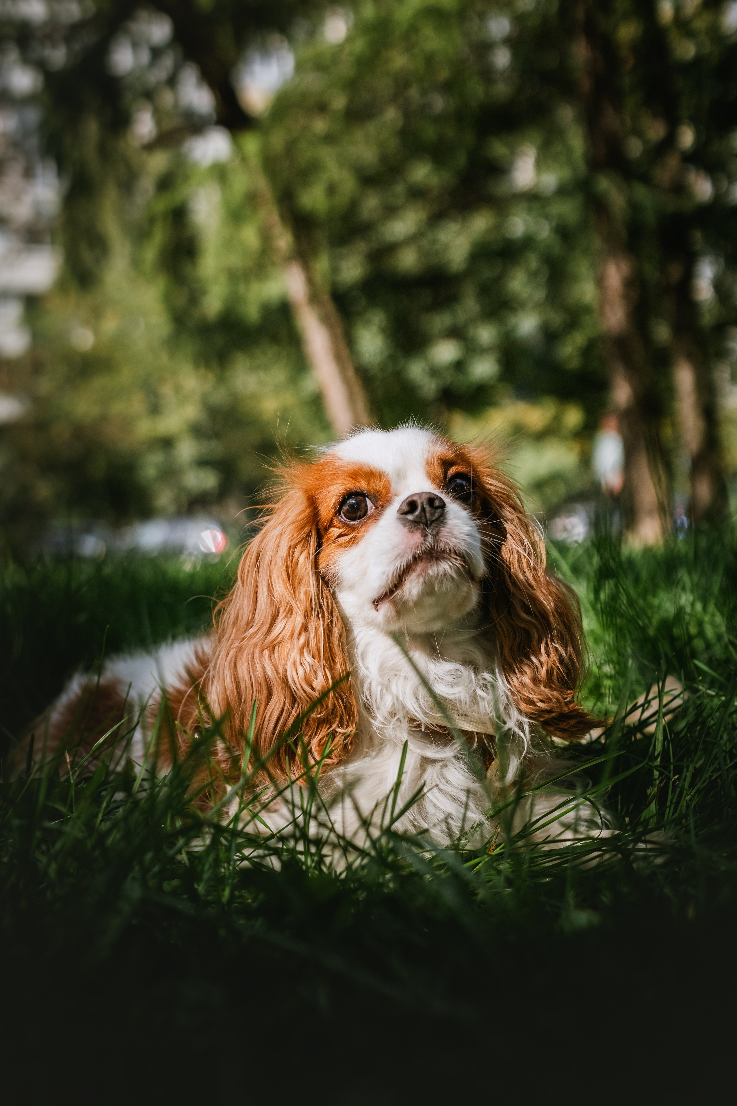 Фотопрогулка на бульваре. Фотограф-анималист Татьяна Степанова