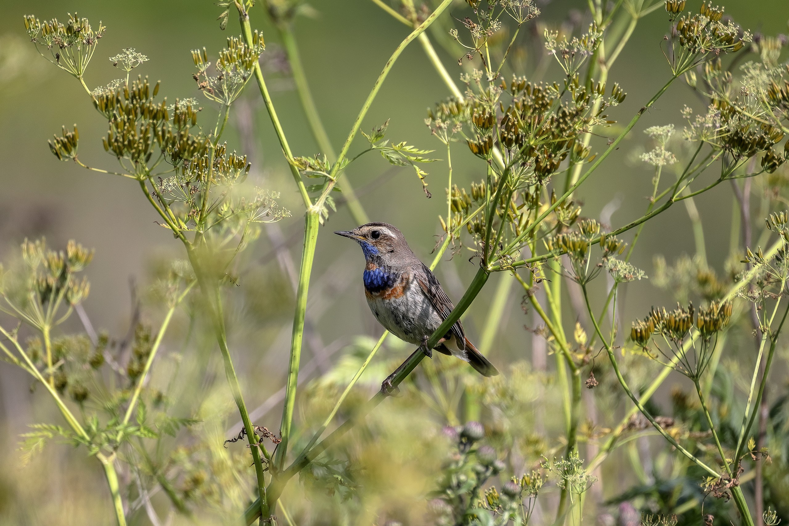 Варакушка перелетная певчая птица из семейства мухоловковых
