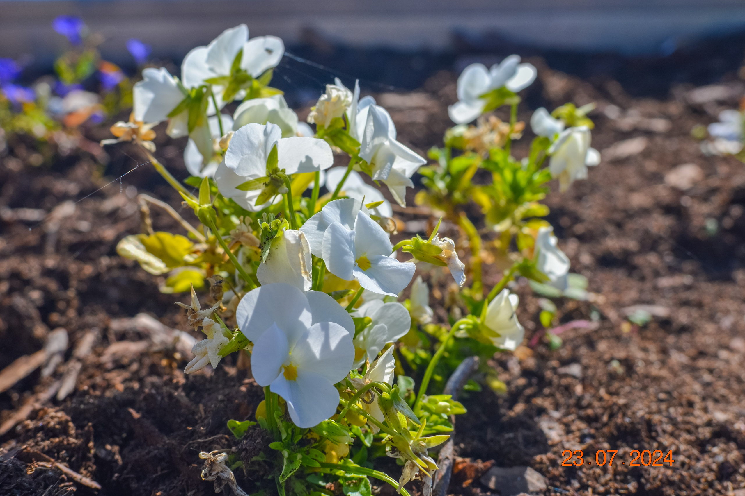 Тульская областная онкологическая больница (лето-цветы, NIKON D3100 35 мм F1,8)). Фотограф в Туле Крупский АнДРей. Фотостудия «КАДР71» в Туле