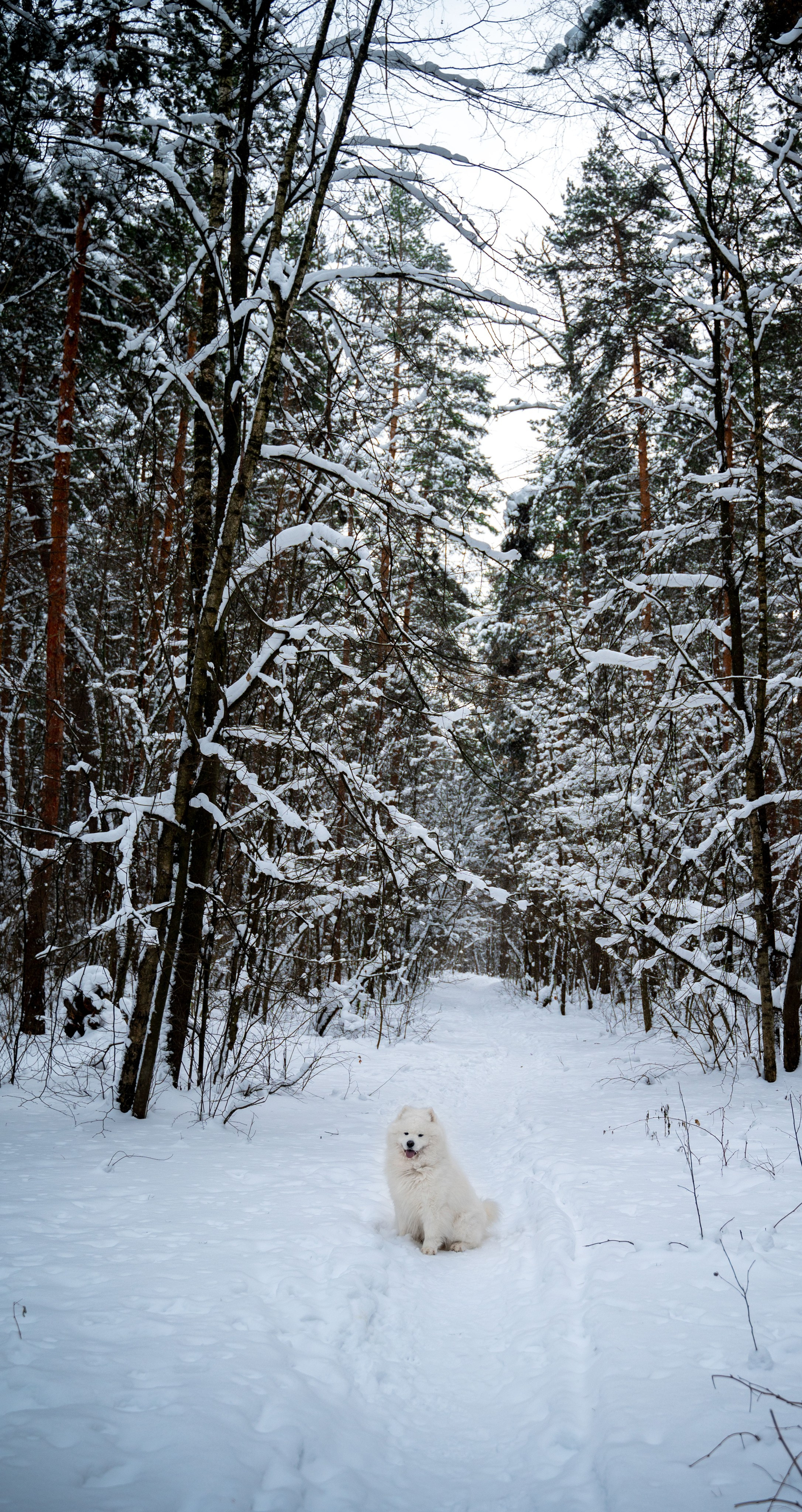 Прогулка с собакой. Зима, лес, Москва. Vadim Nevenglovskii Фотограф в разных жанрах