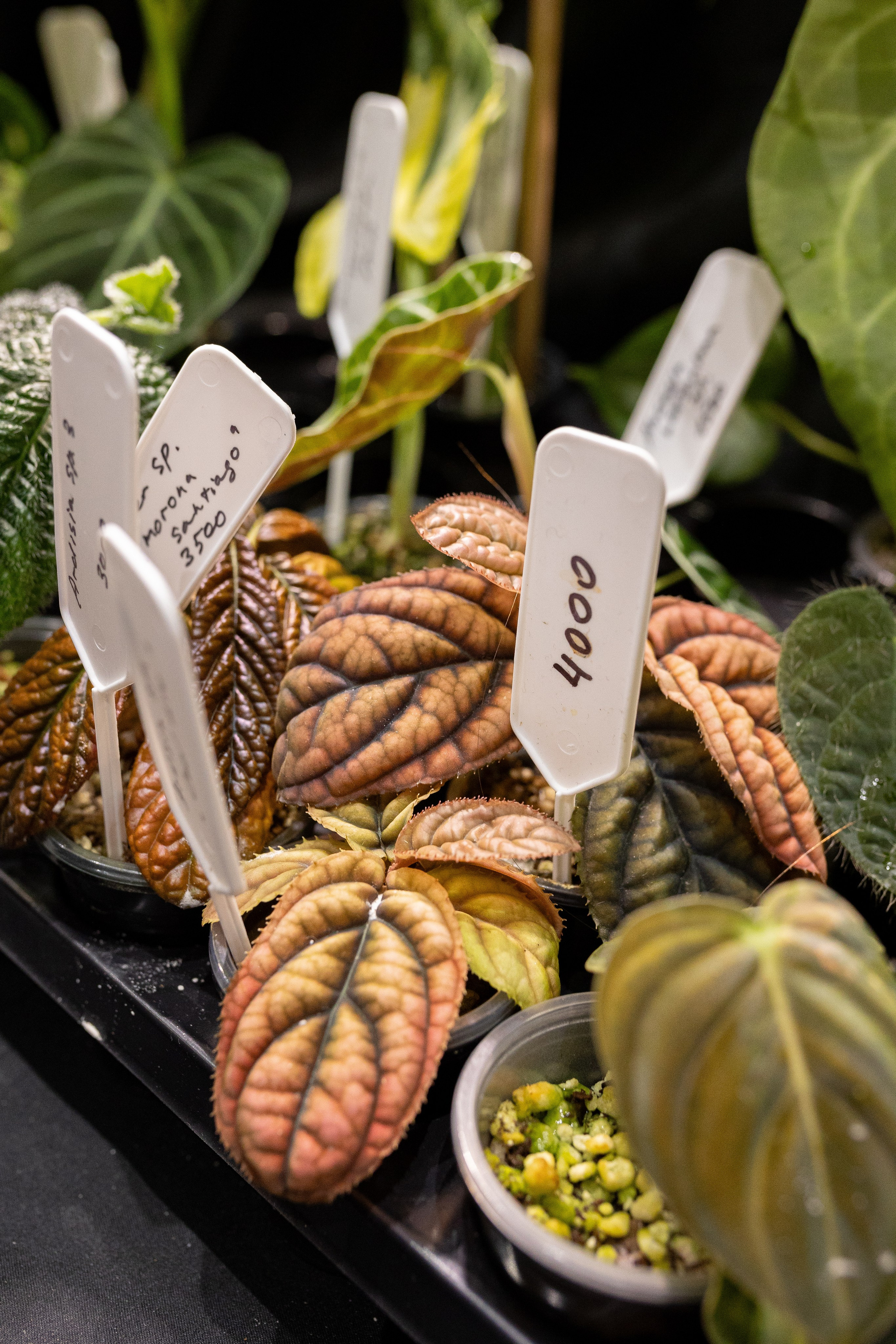 Монстериум 11–12 октября. Александра Куликова фотограф, Москва