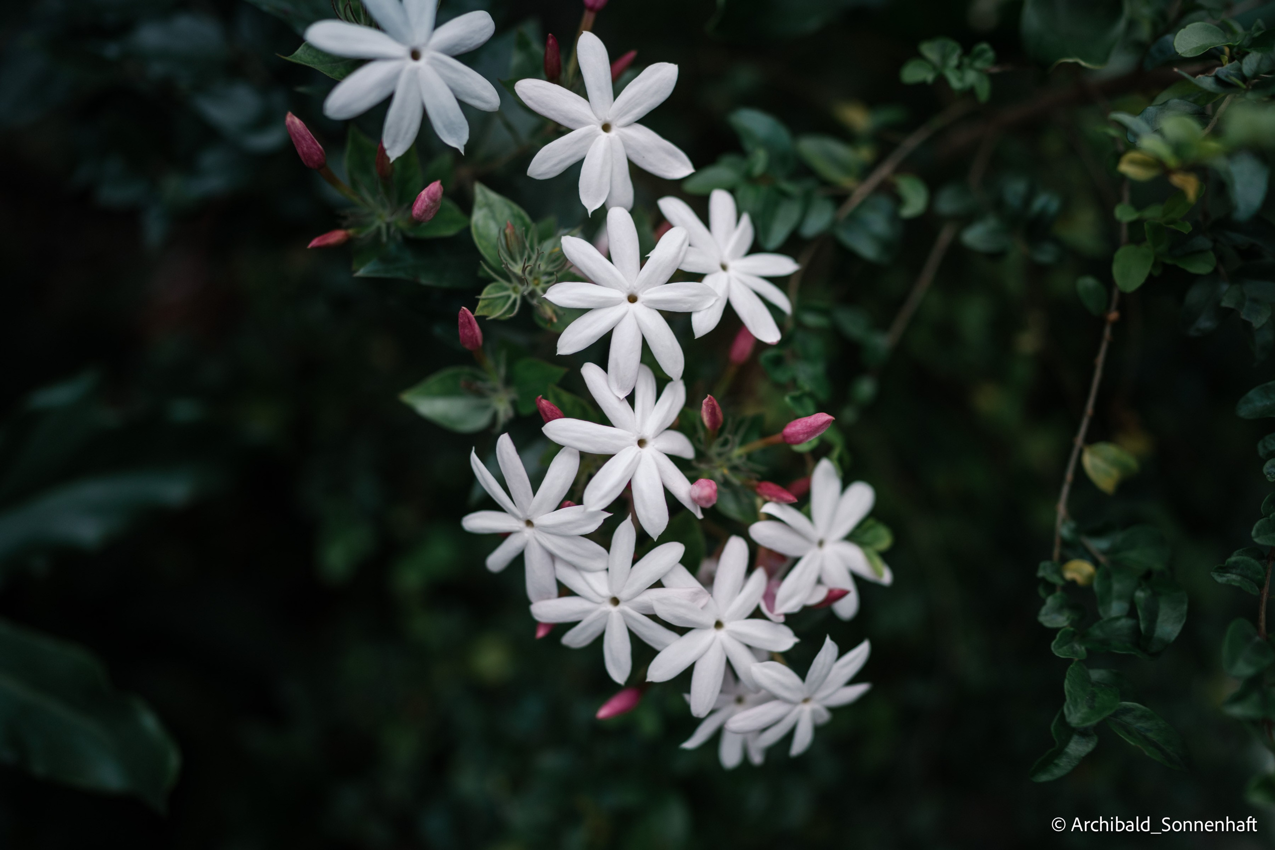 Chinese Lanterns Day. Photographer in Guangzhou, China. Archibald Sonnenhaft