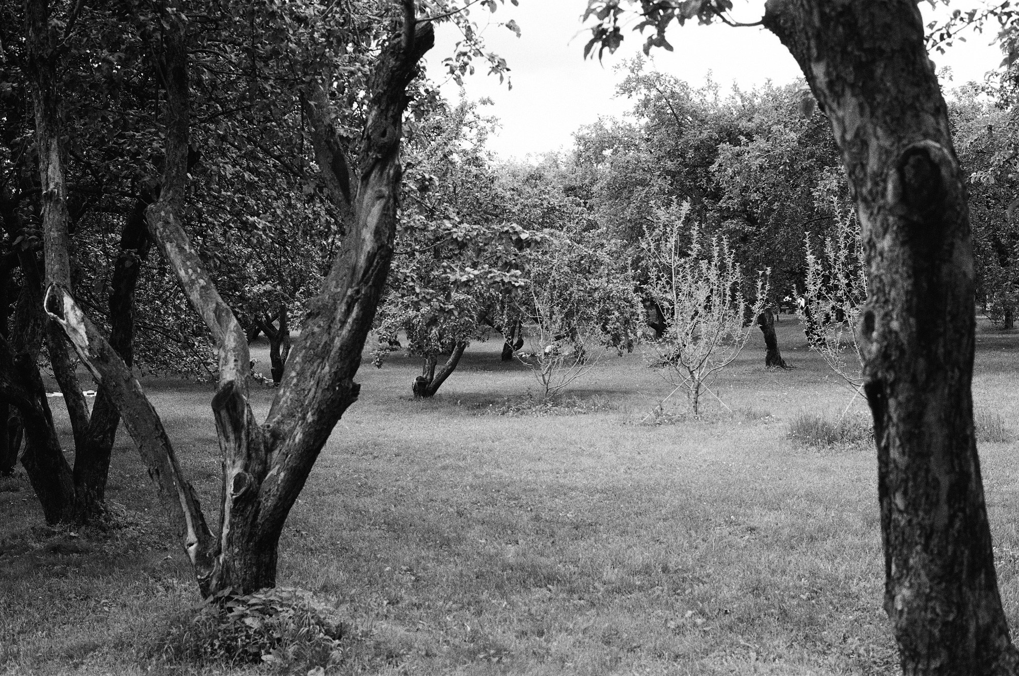 Парк Коломенское. Другой Павел Поцелуев. Фотограф в 2025 году