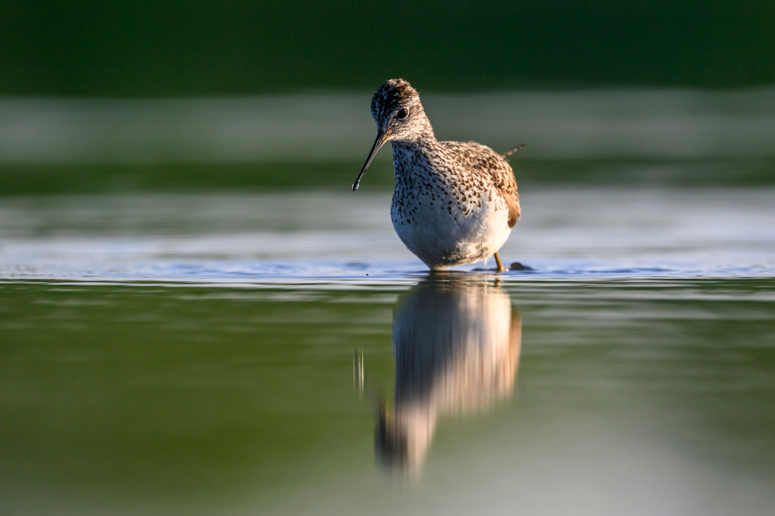 Птенец трясогузки, поручейник и фифи. Wildlife photography by Sergey Puponin