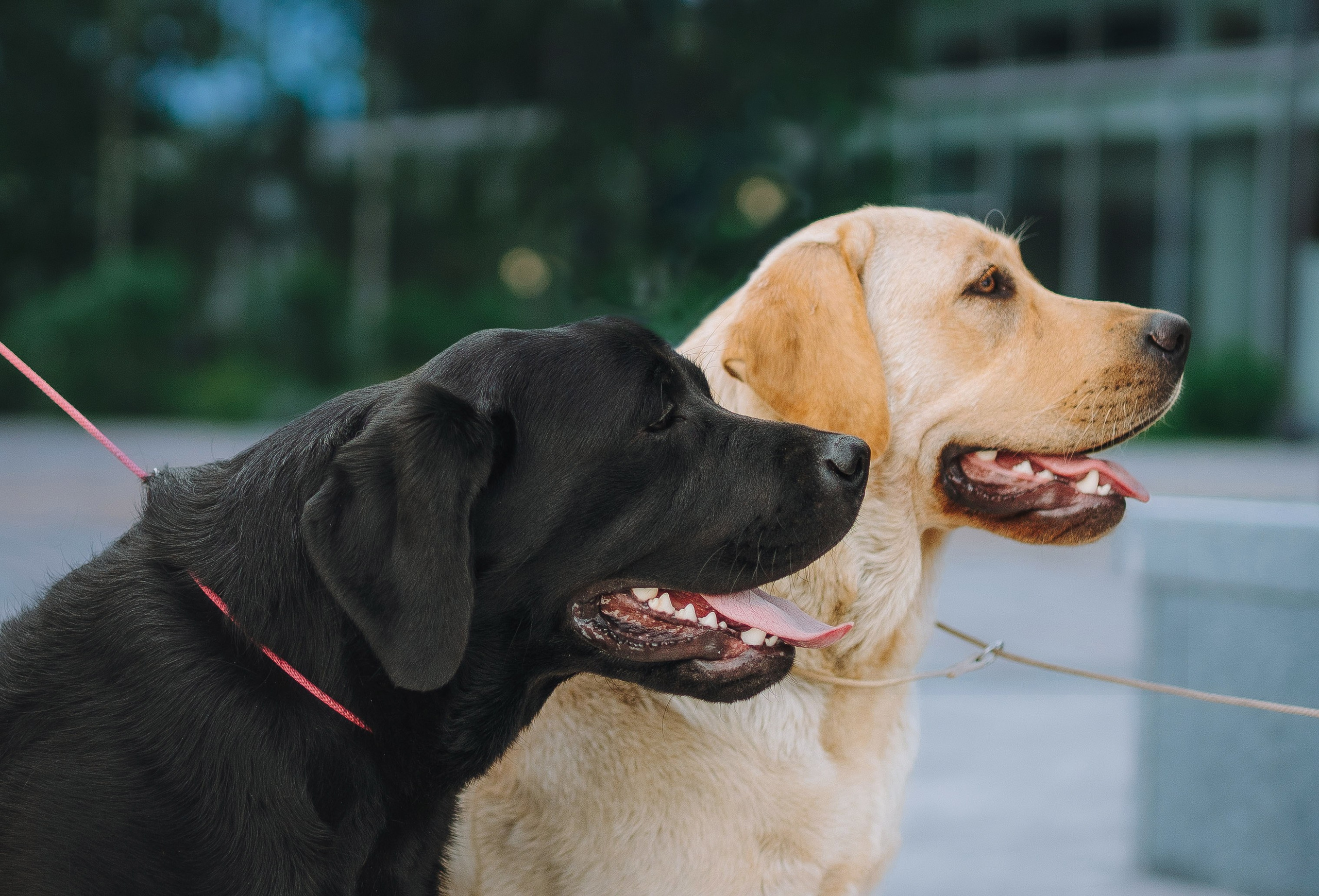 Лабрадоры питомника IRISLAV. Фотограф анималист в Спб недорого Олеся Майорова