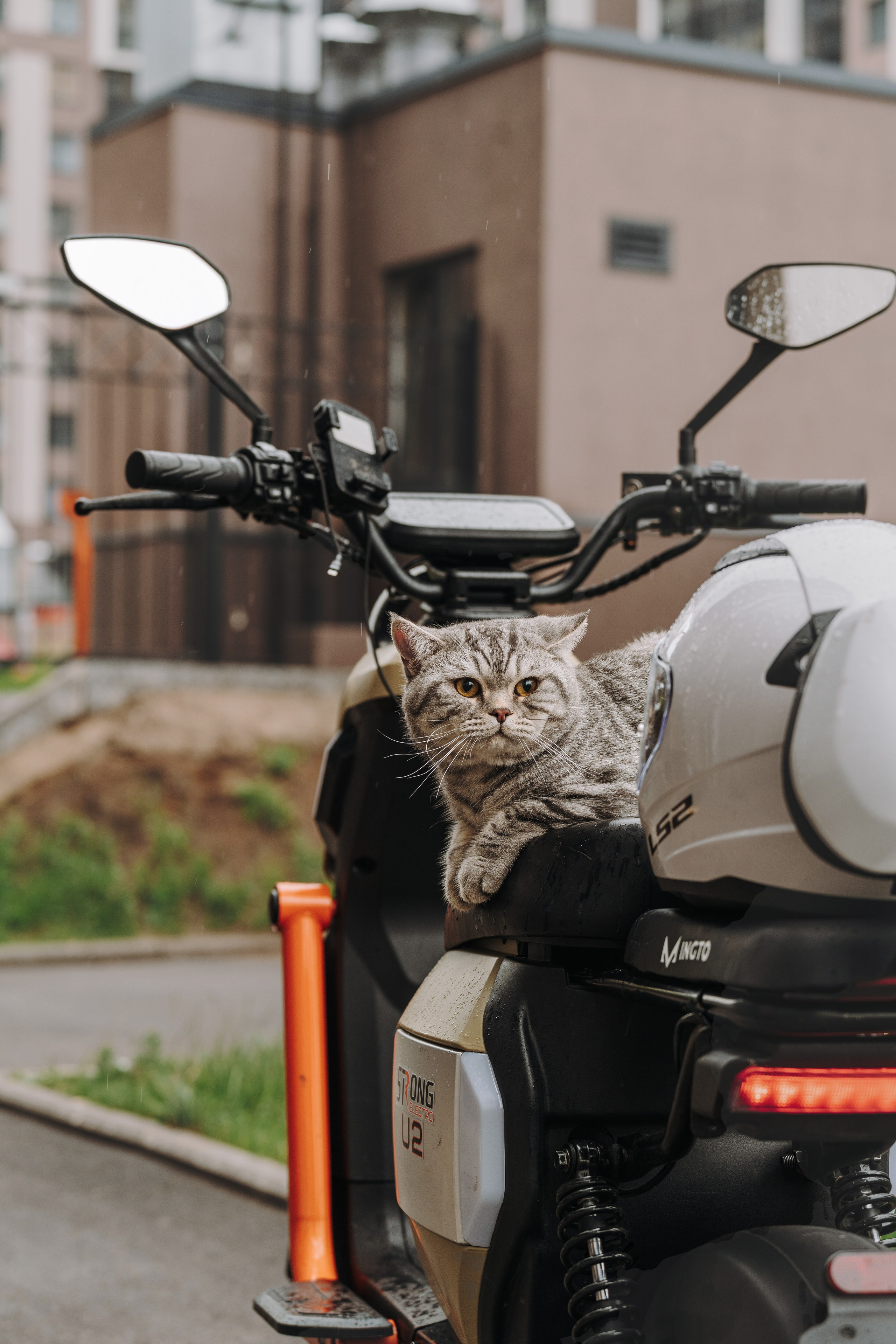 Портфолио кошки, фотограф Олеся Майрова. Фотограф анималист в Спб недорого Олеся Майорова