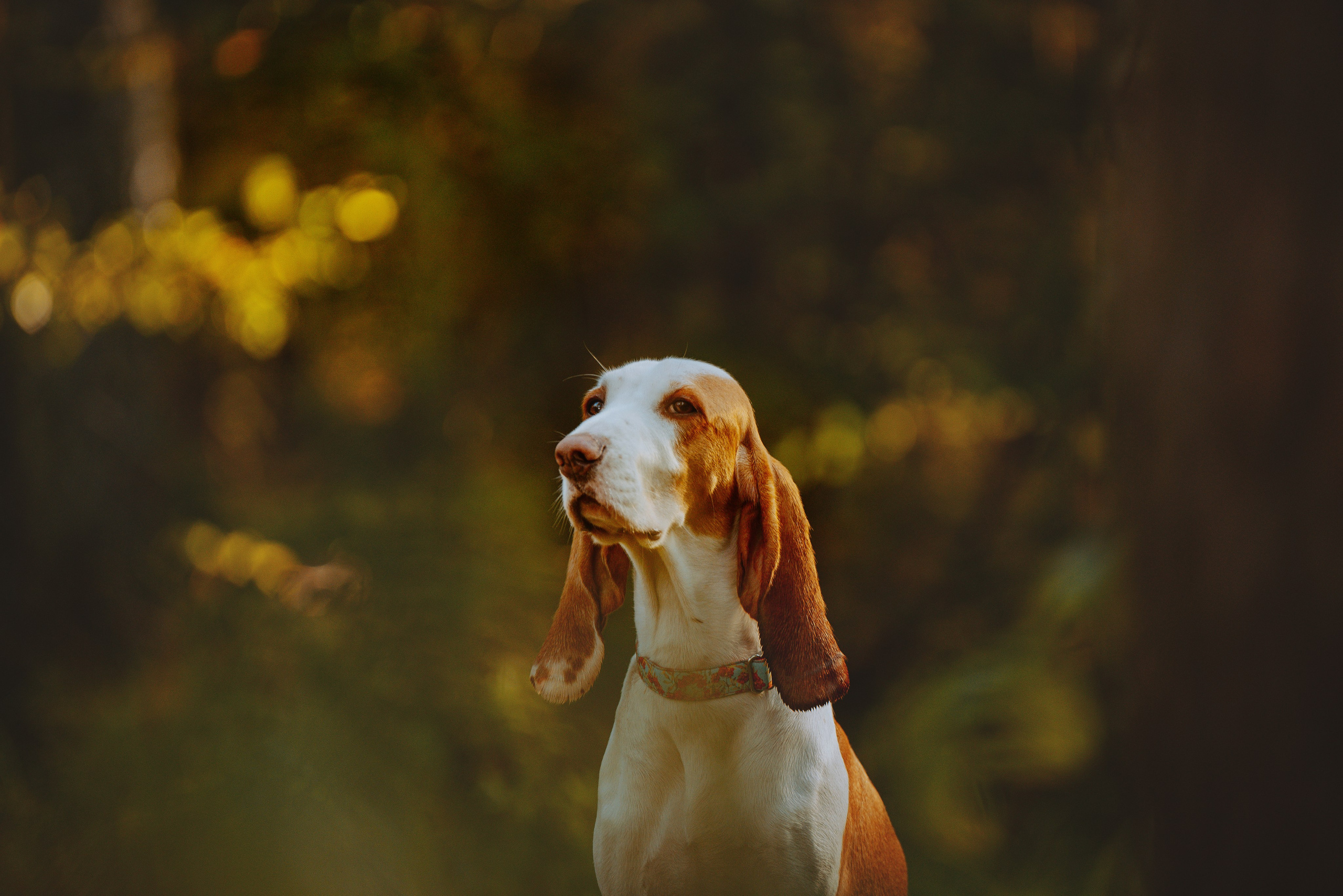 Ольга, Рора и Румпель. Фотограф анималист в Спб недорого Олеся Майорова
