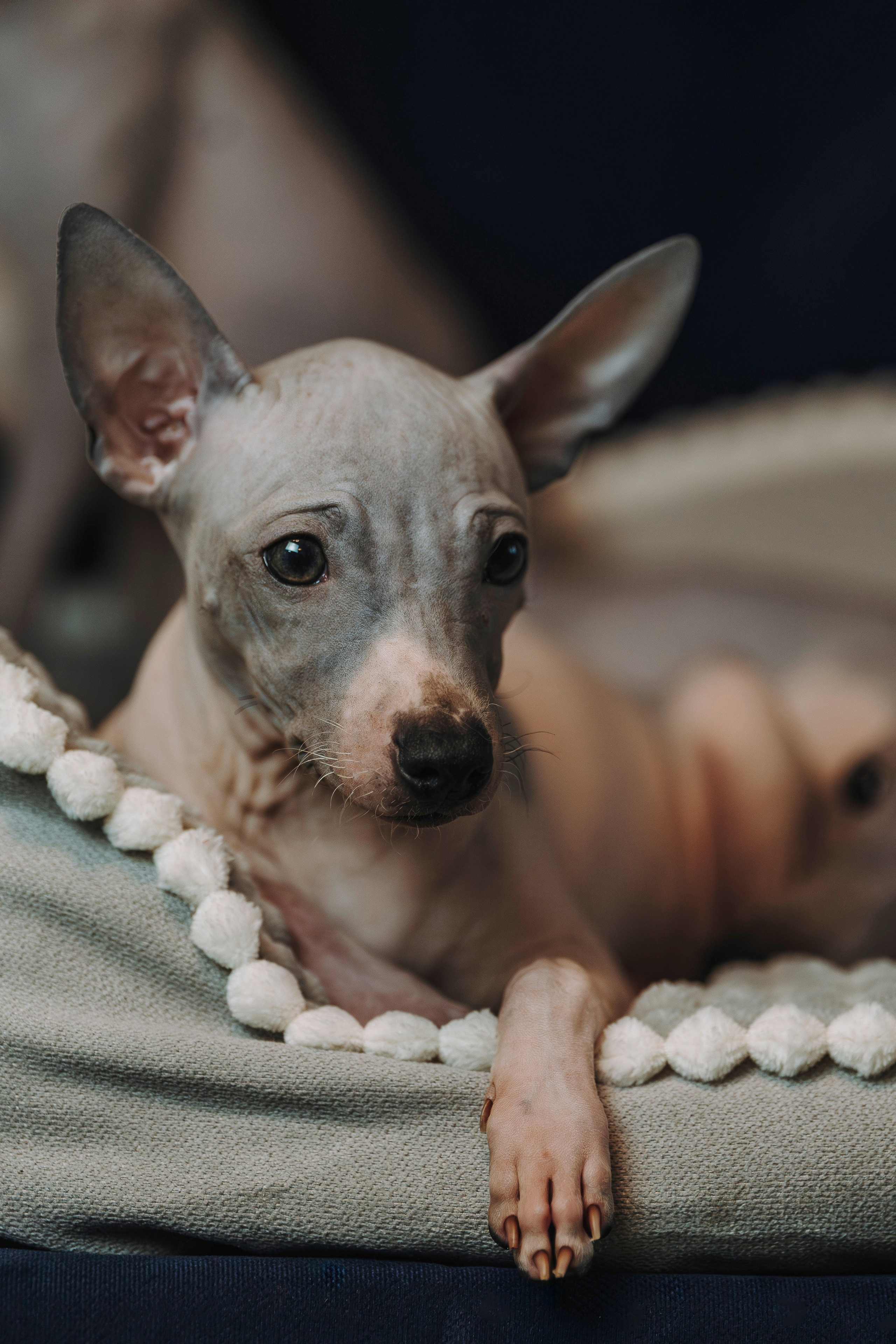 Малыши американского голого терьера. Фотограф анималист в Спб недорого Олеся Майорова