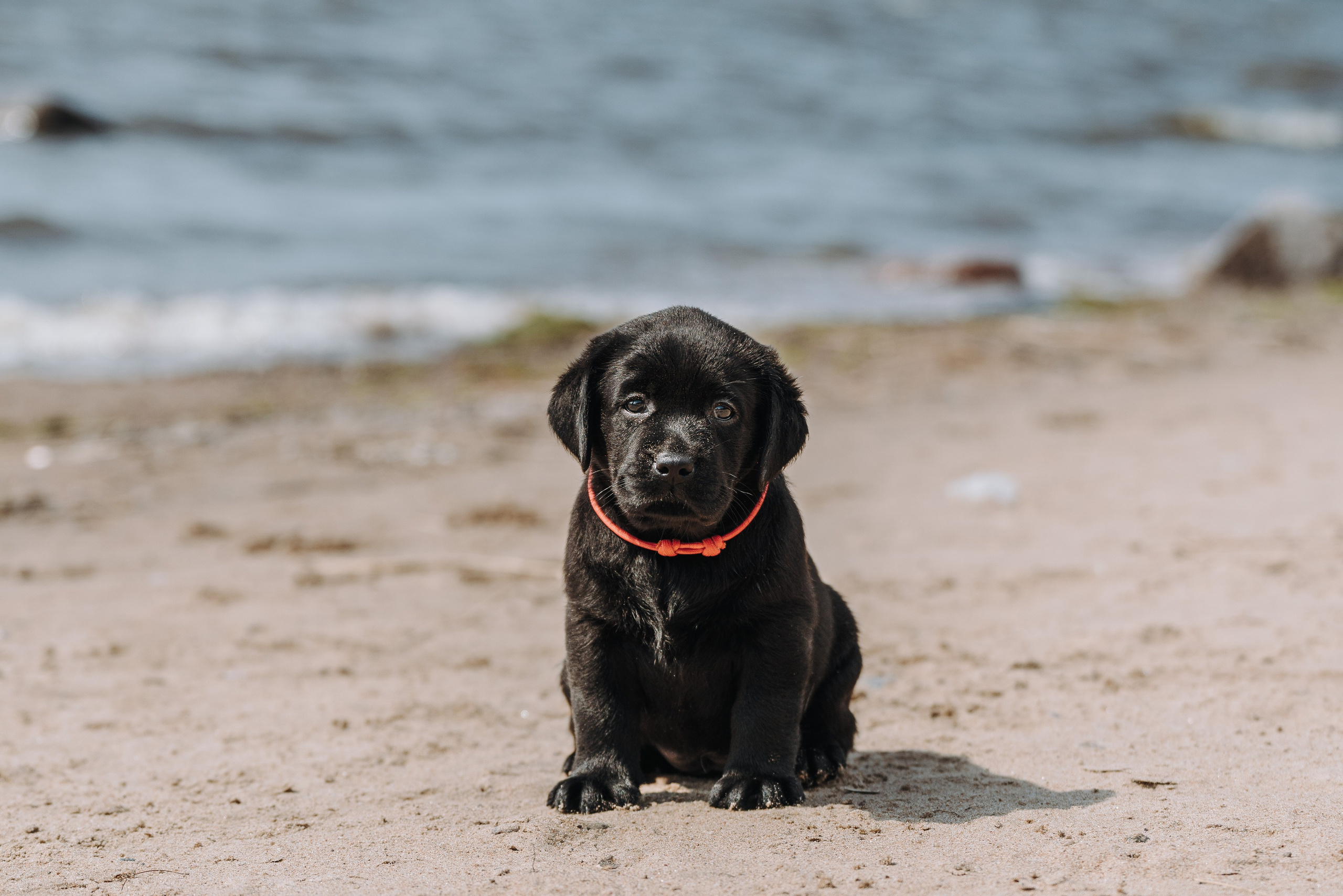 Лабрадорчики на пляже. Фотограф анималист в Спб недорого Олеся Майорова