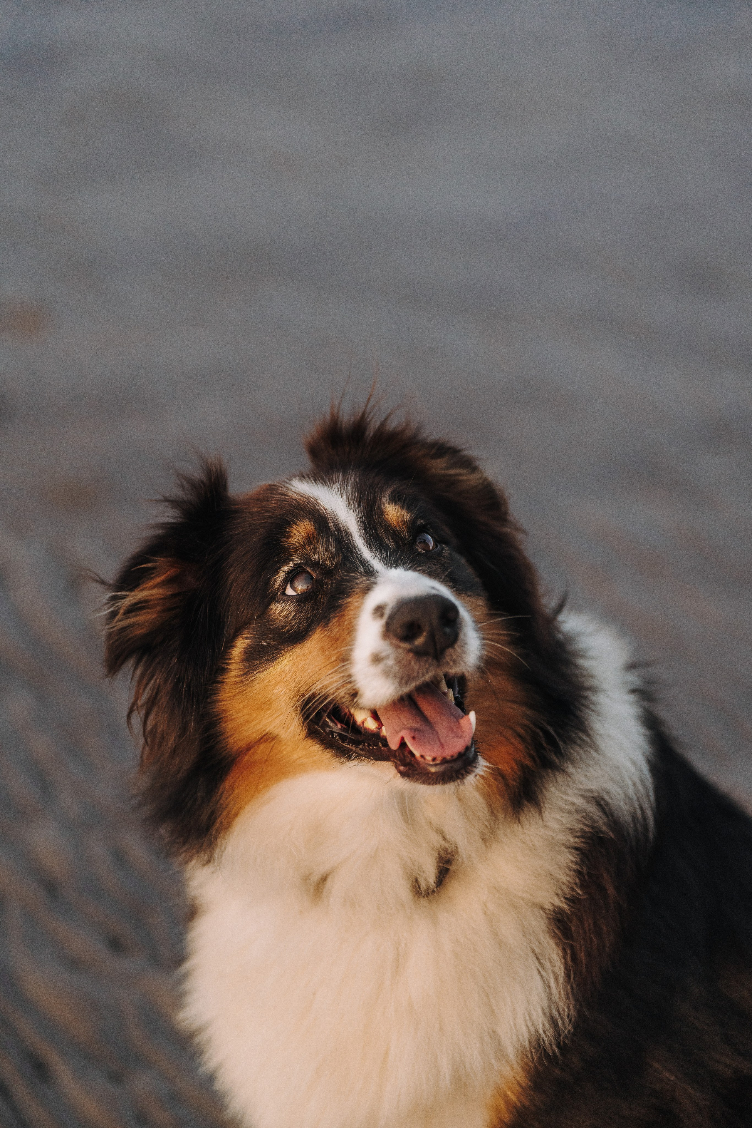 Фотограф анималист в Спб. Фотограф анималист в Спб недорого Олеся Майорова