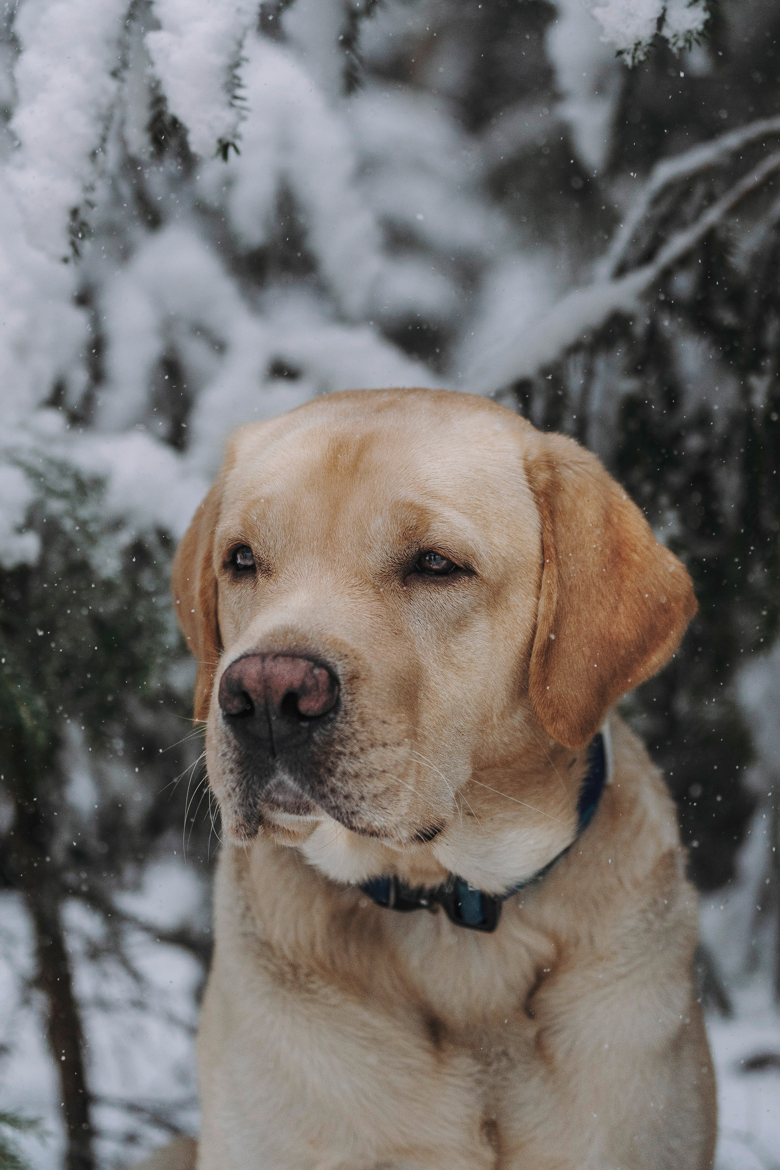 Аня и Честер. Фотограф анималист в Спб недорого Олеся Майорова