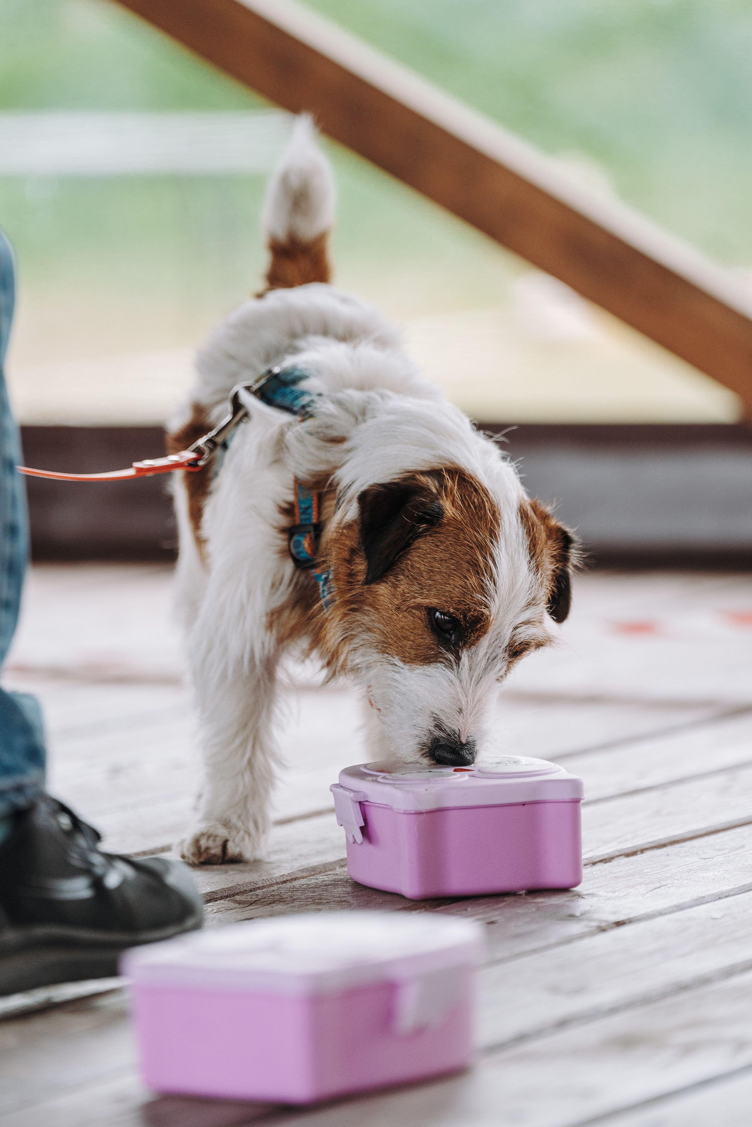 Соревнования по ноузворку в Лосево. Фотограф анималист в Спб недорого Олеся Майорова