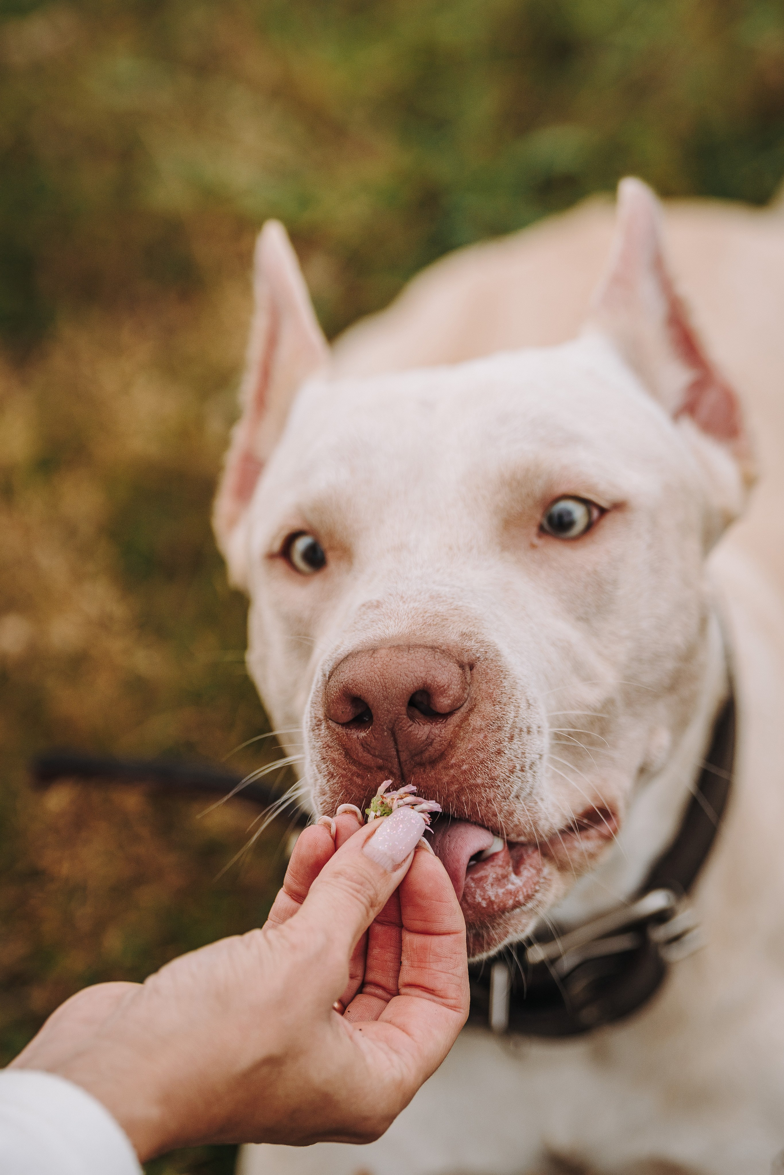 Оля и Гламур. Фотограф анималист в Спб недорого Олеся Майорова