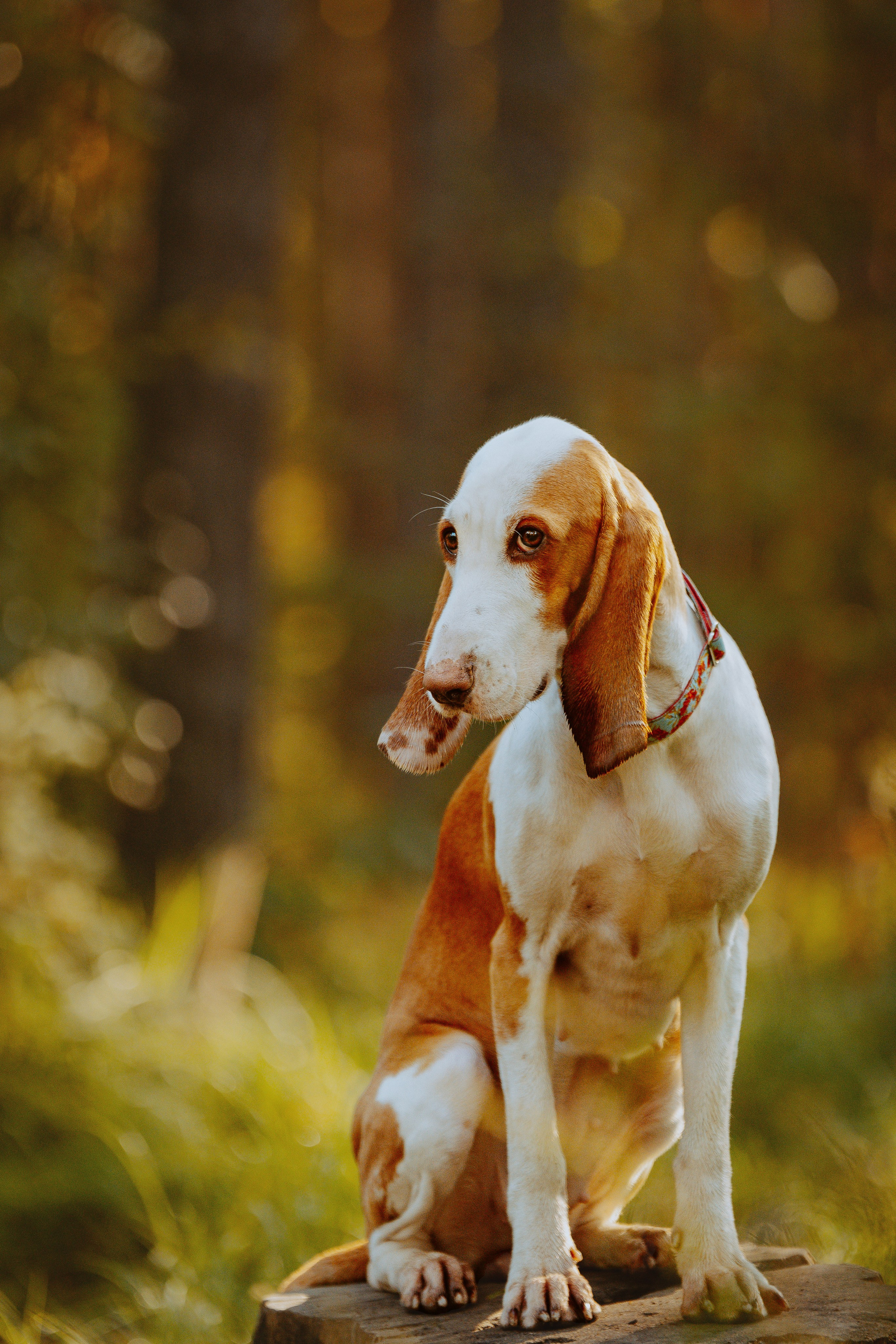 Ольга, Рора и Румпель. Фотограф анималист в Спб недорого Олеся Майорова