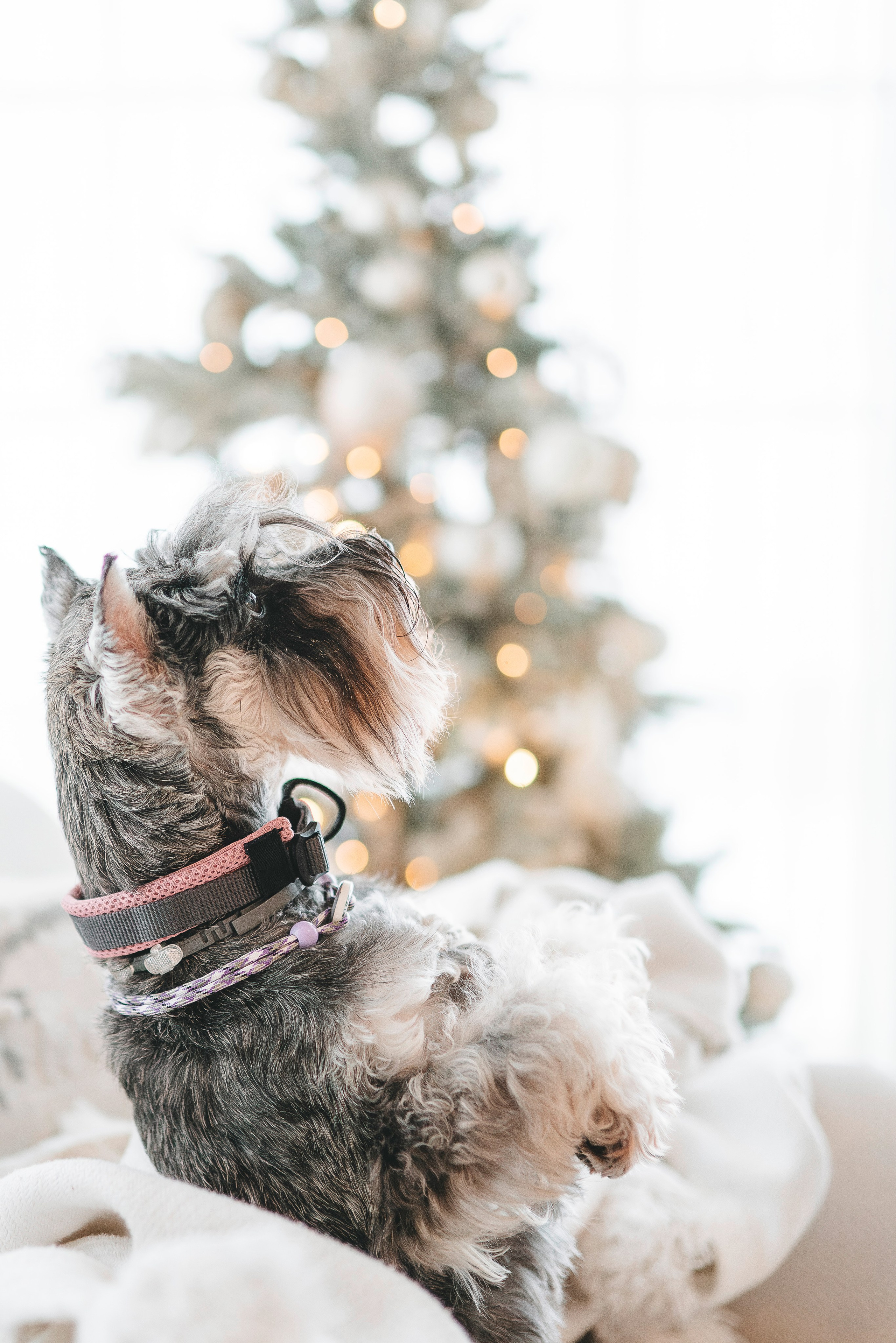 Ольга и Сатори. Фотограф анималист в Спб недорого Олеся Майорова