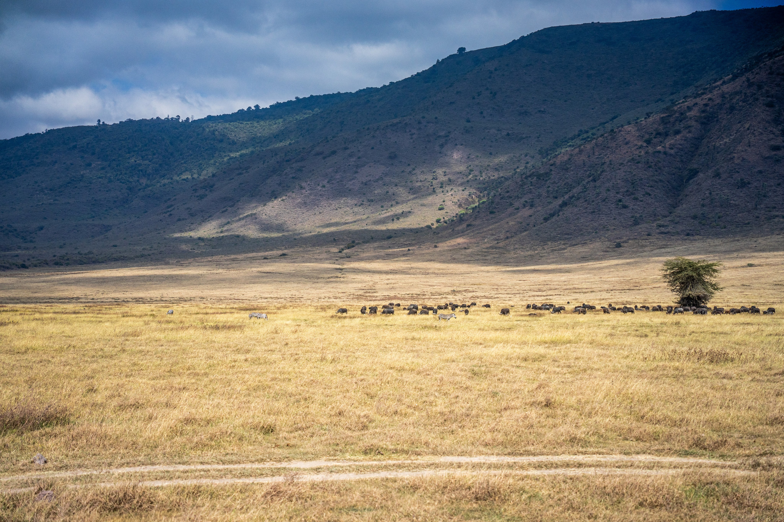 Танзания, сафари, 2025. Творческие сьемки