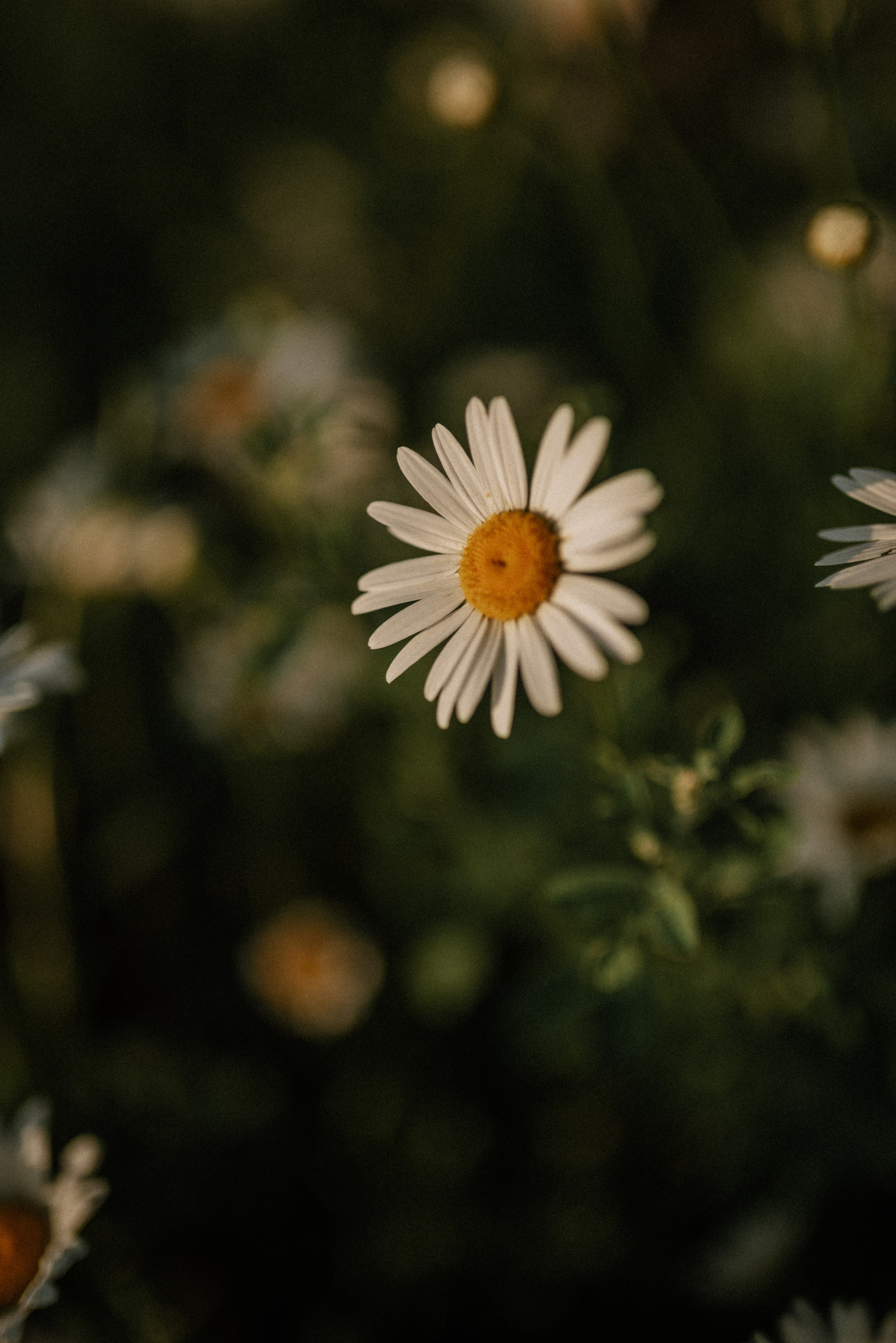 Ида, Мира и ромашки. Свадебный и семейный фотограф Кожевникова Лариса