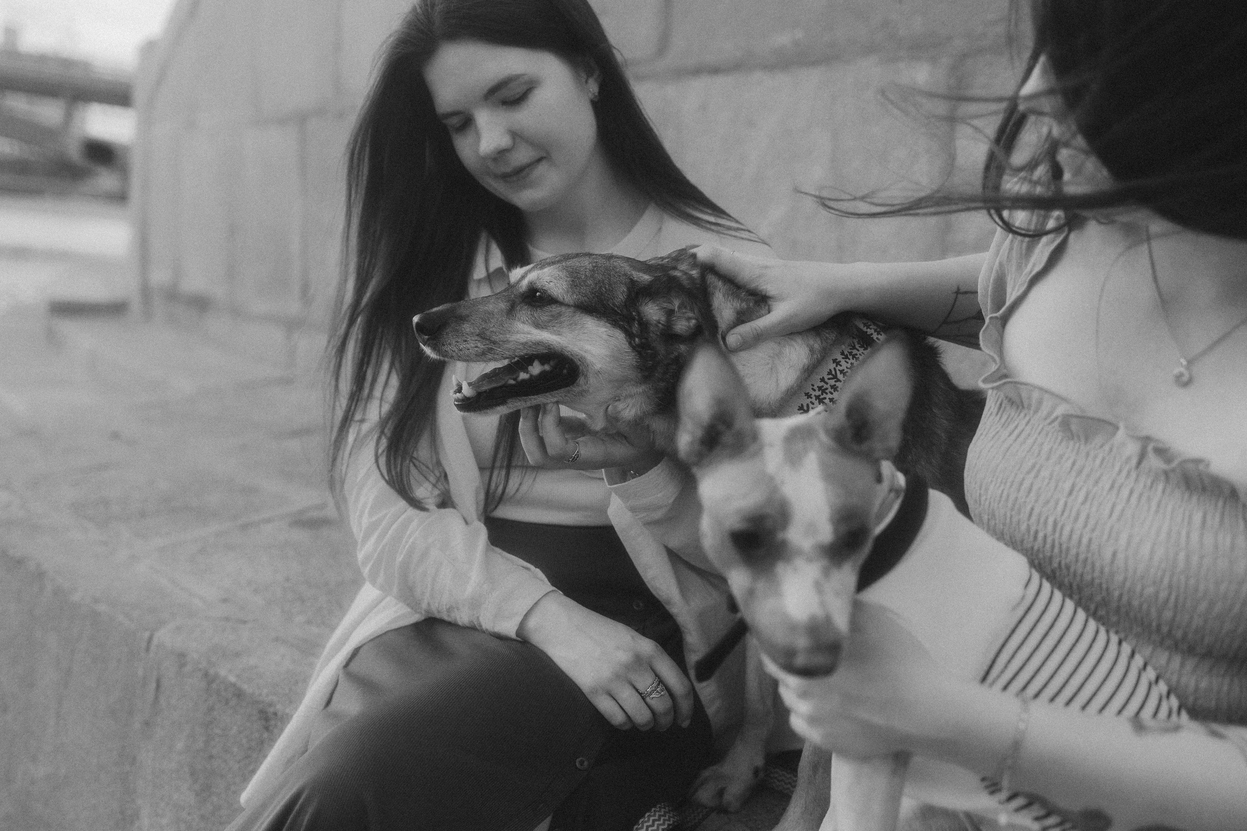 Глаша, Айрон, Ксюша и Оля. Фотограф анималист Анастасия Пикей