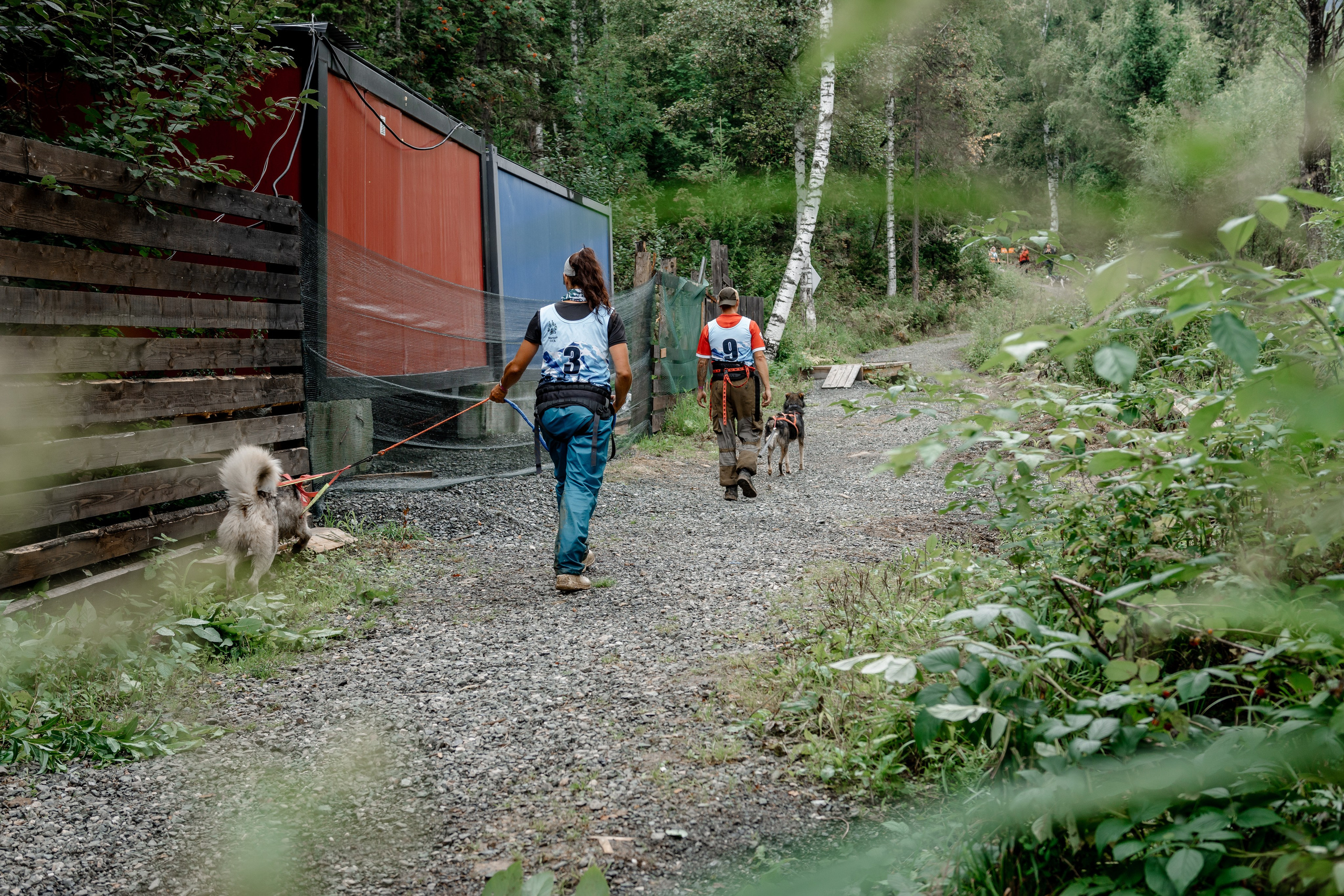 Дог-треккинг