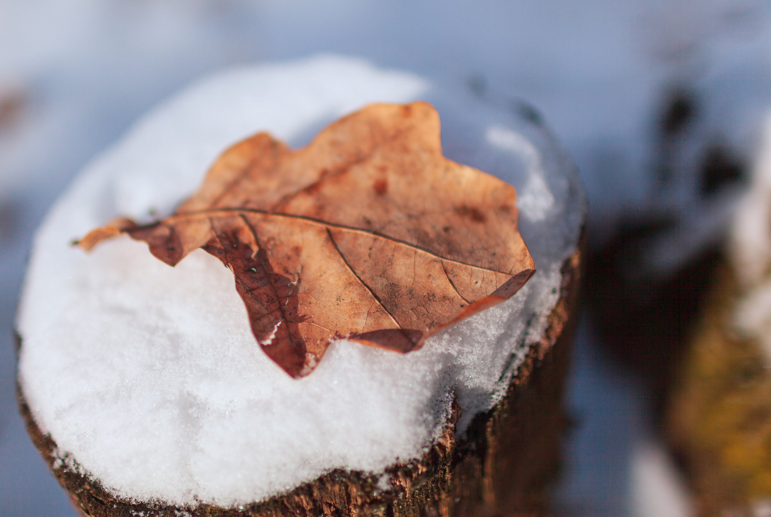 По следам Толстого…. Фотохудожник Артём Парамонов
