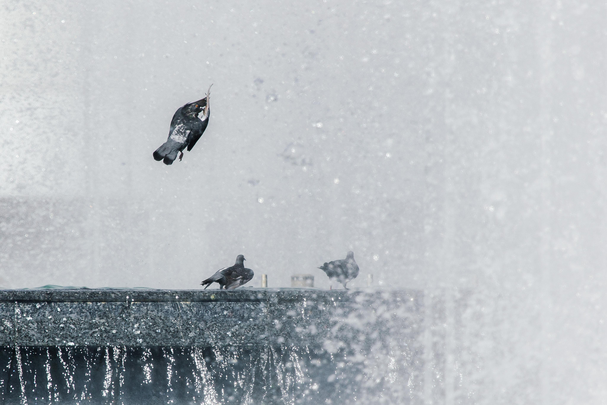 Павел и Екатерина. Свадебный организатор Анна Лобода