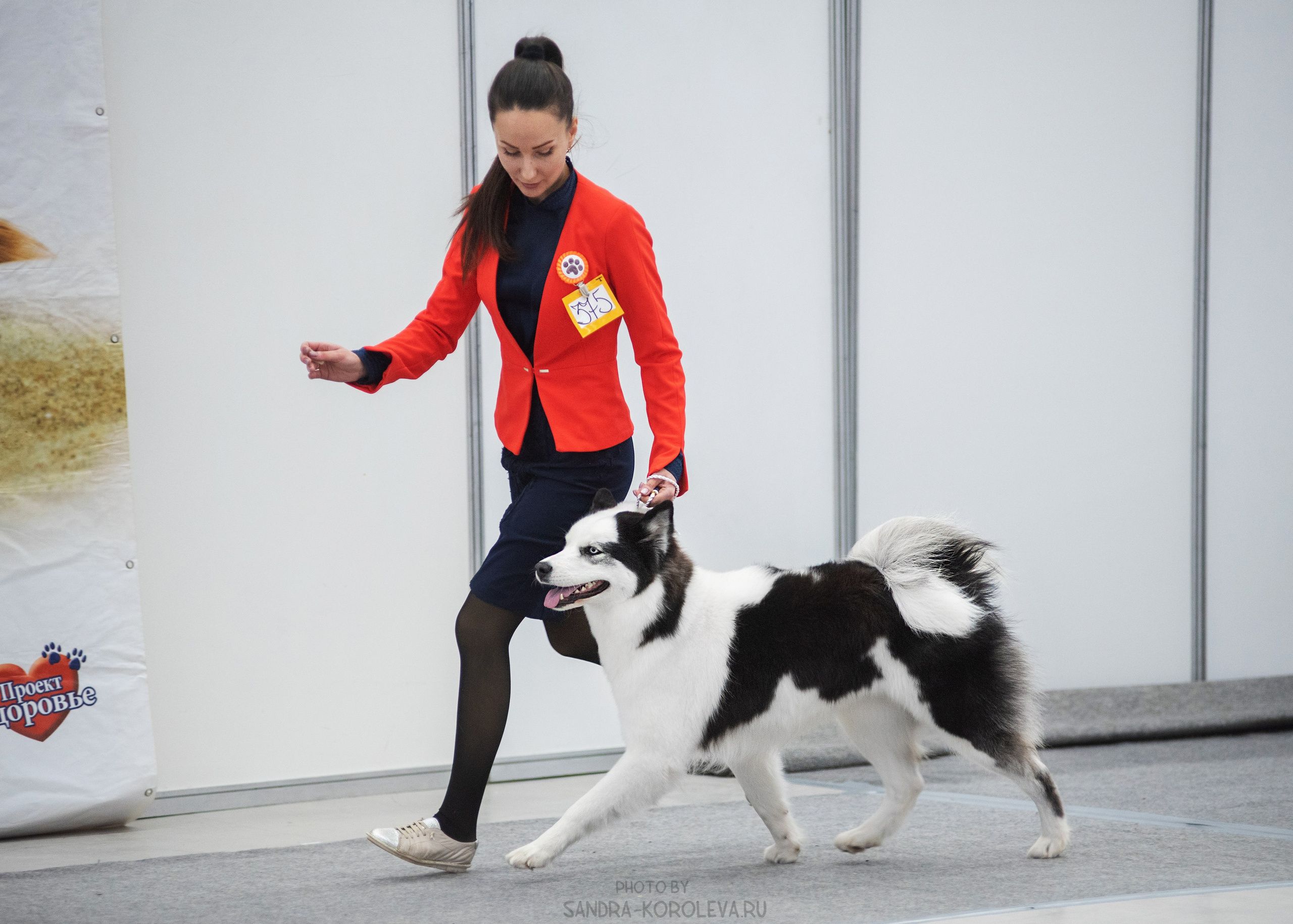 Выставка собак тюмень 14.01.2023. Дог-фотограф в Тюмени Александра Королева
