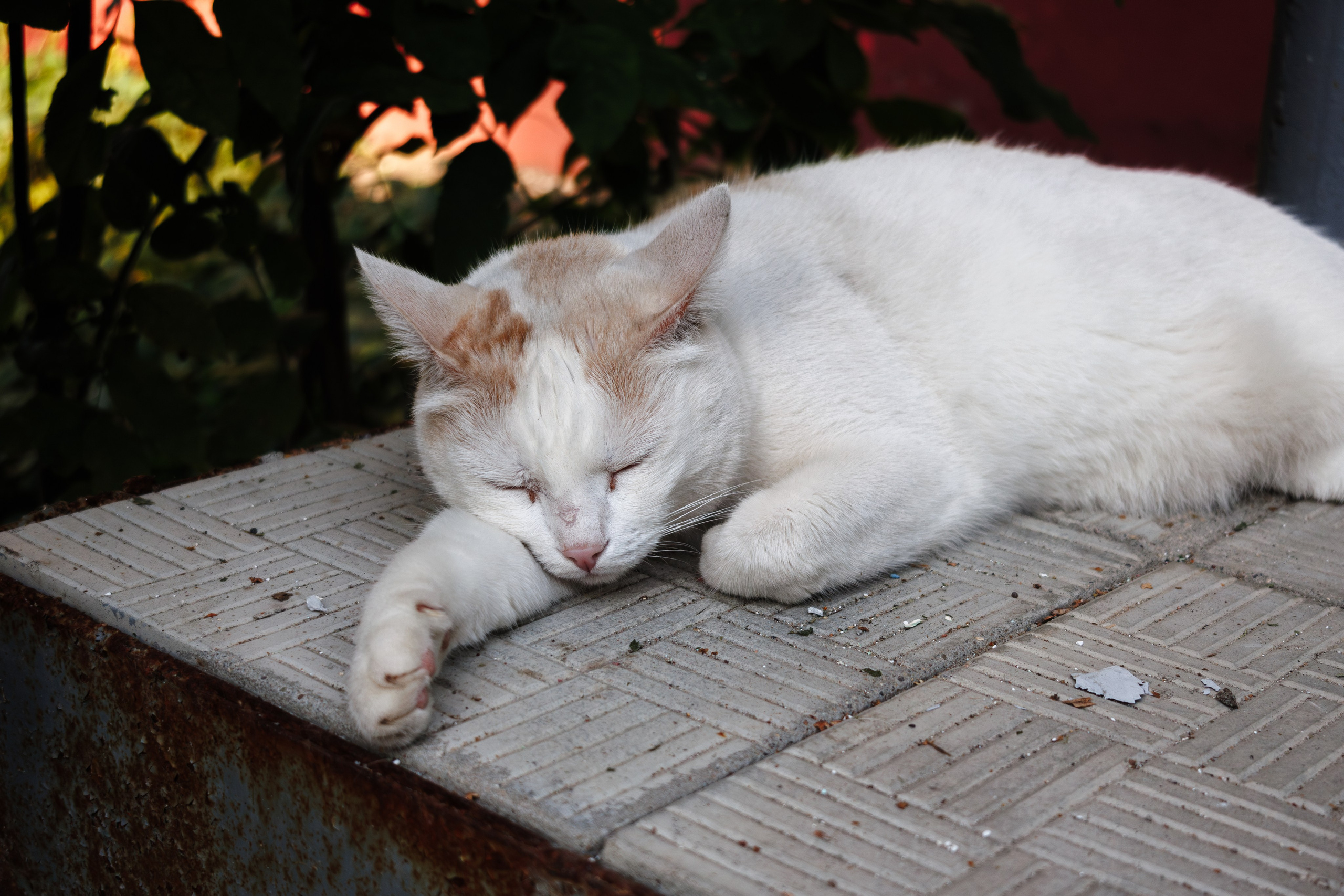 Cats.2. Dumshap | думшап