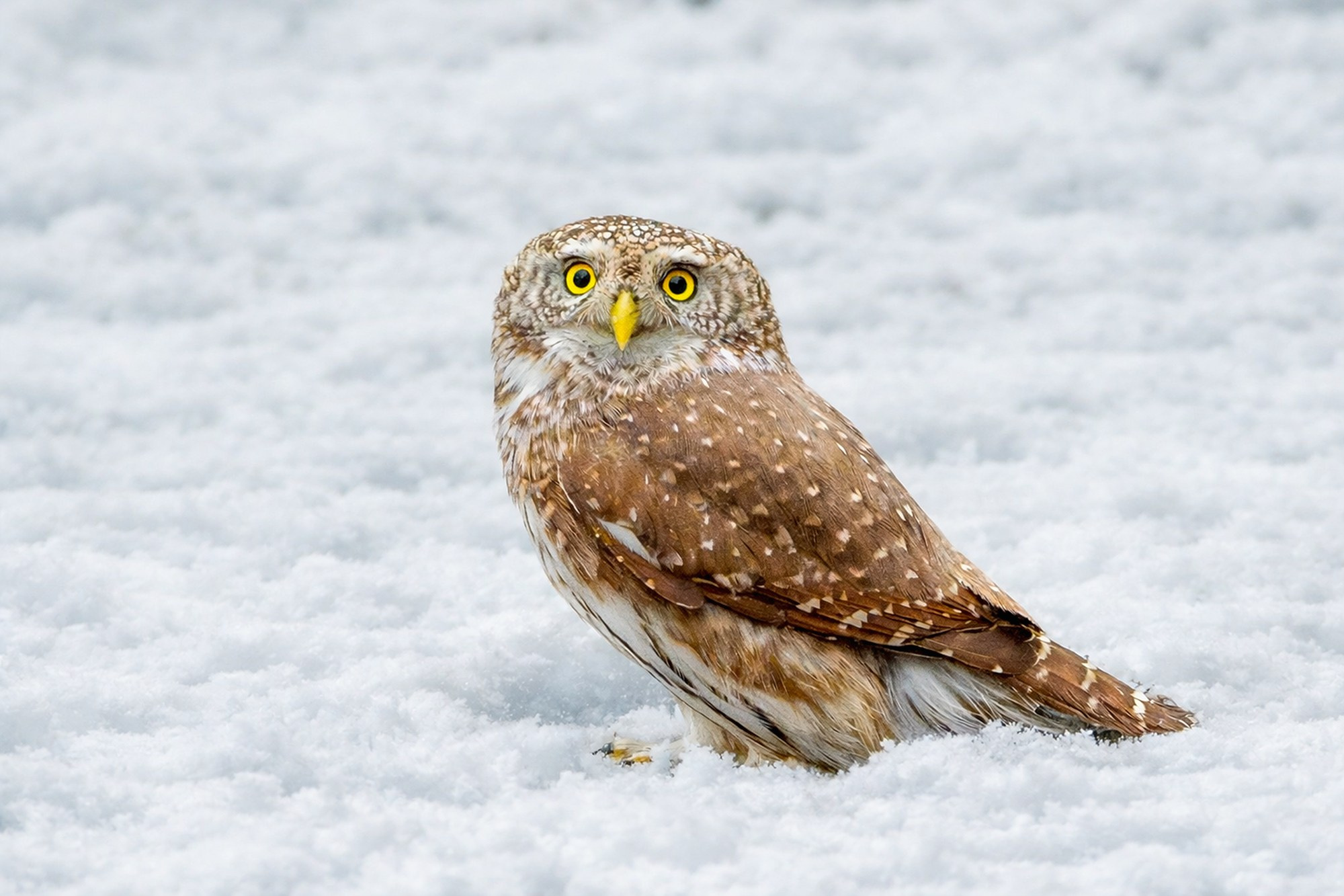 Удивительные мир птиц. Вокруг нас столько прекрасного — присмотритесь!. Ваш личный фотограф Марина Волкова
