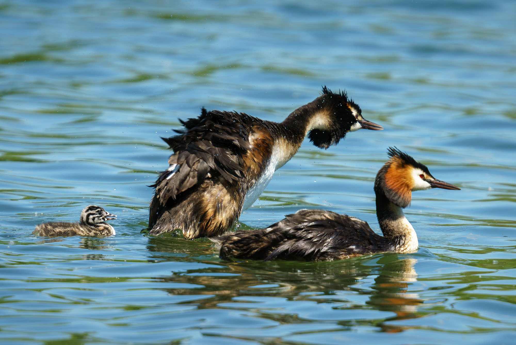 Удивительные мир птиц. Вокруг нас столько прекрасного — присмотритесь!. Ваш личный фотограф Марина Волкова