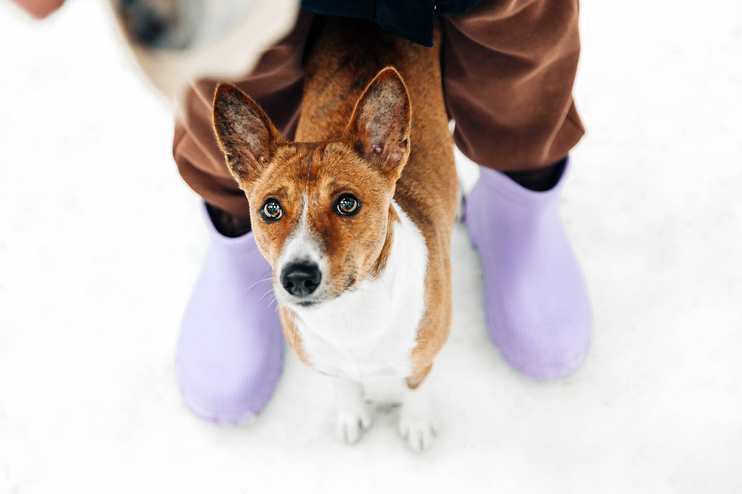 Басенджи Мэнни. Htykk_photo