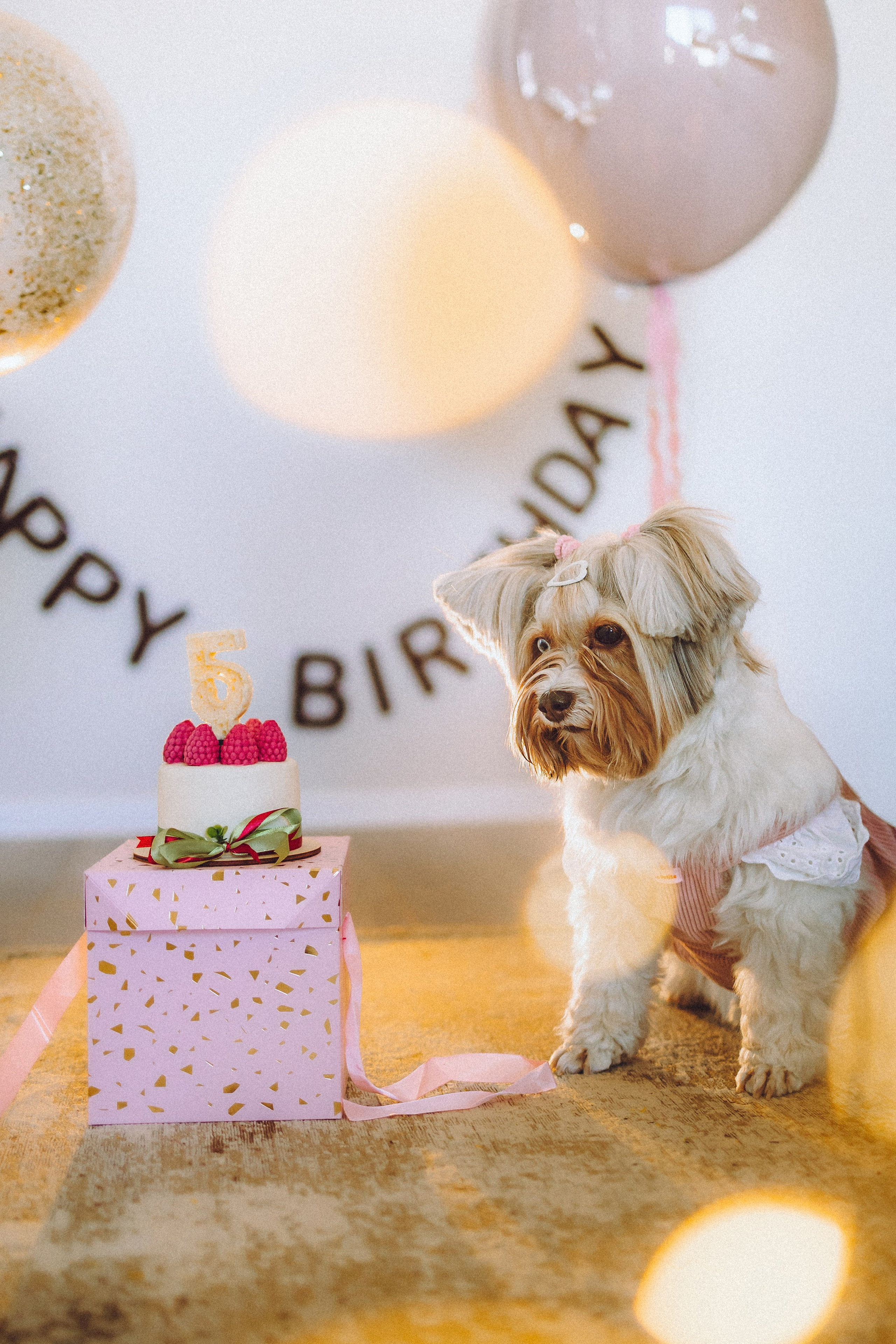 День Рождения Шу