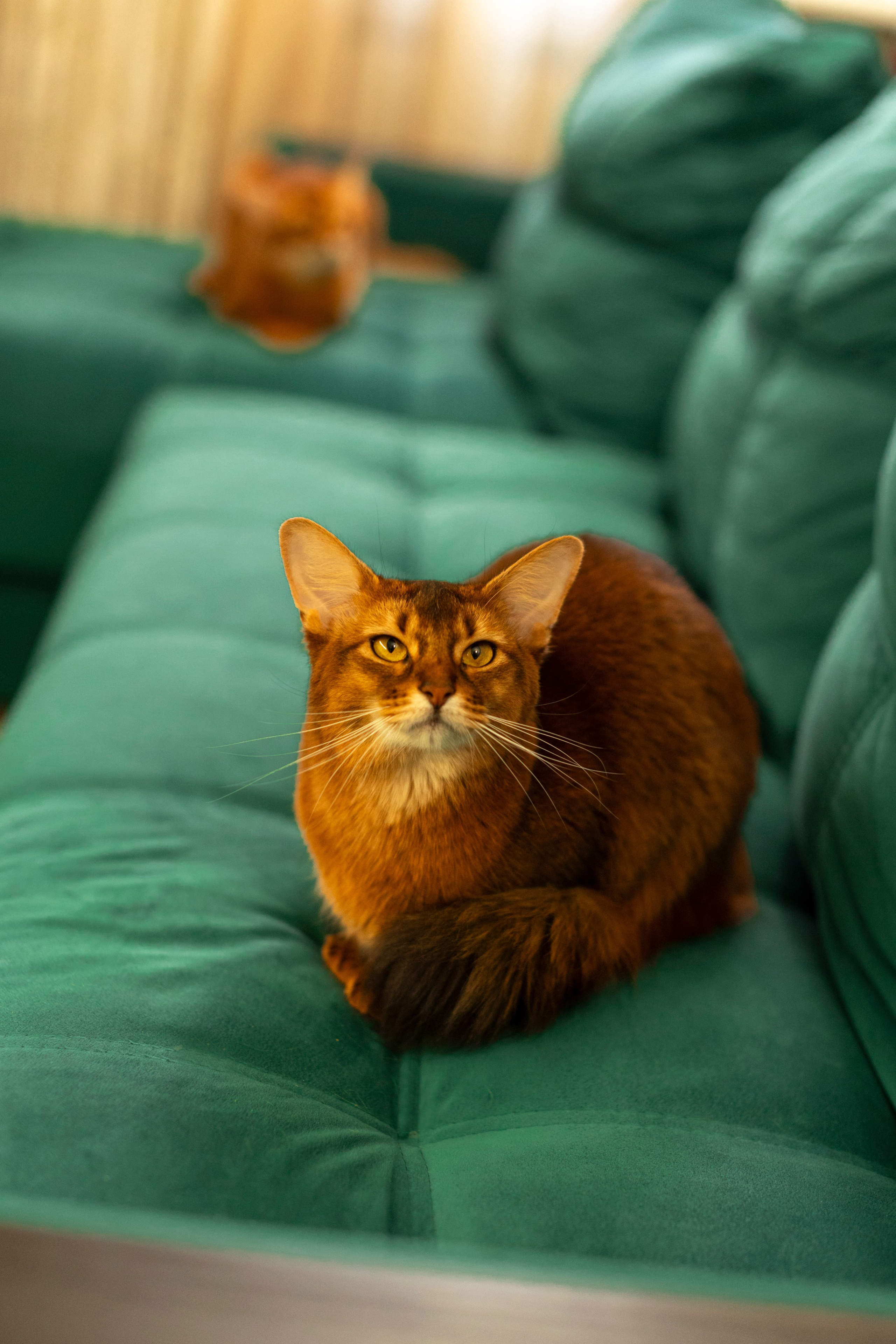 Сомали. Art my Pho