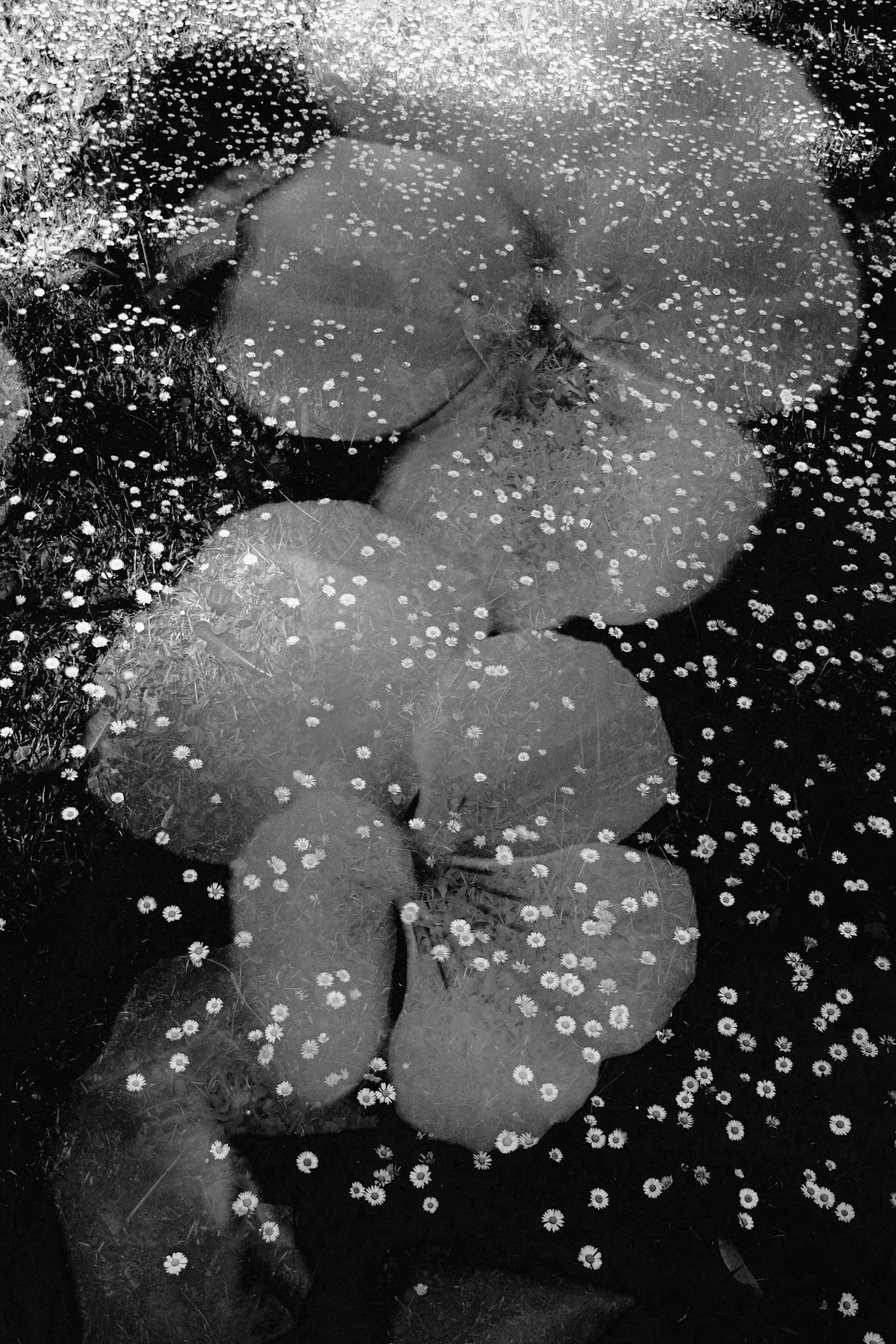 Природа &. Фотохудожник в СПб