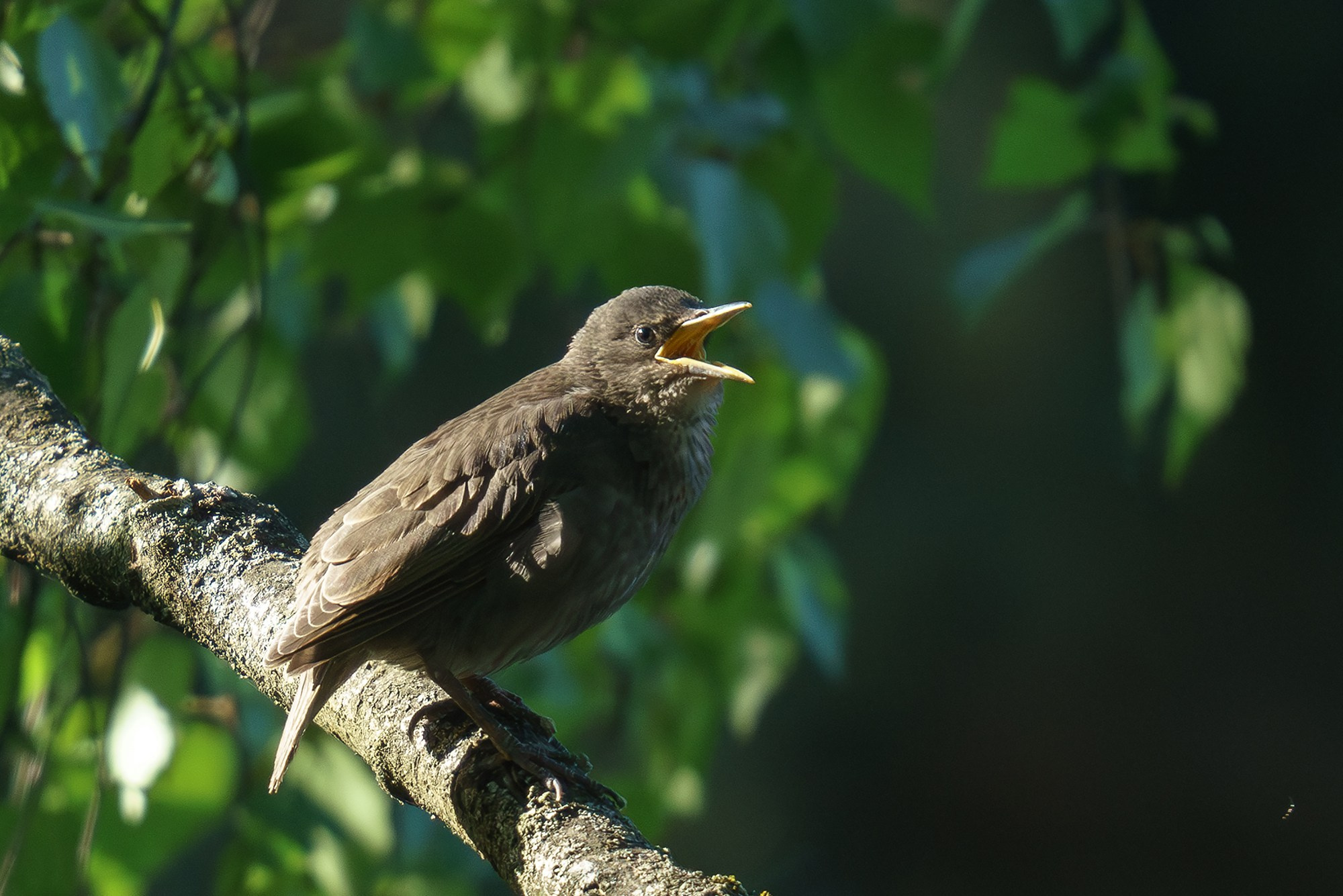 Удивительные мир птиц. Вокруг нас столько прекрасного — присмотритесь!. Ваш личный фотограф Марина Волкова