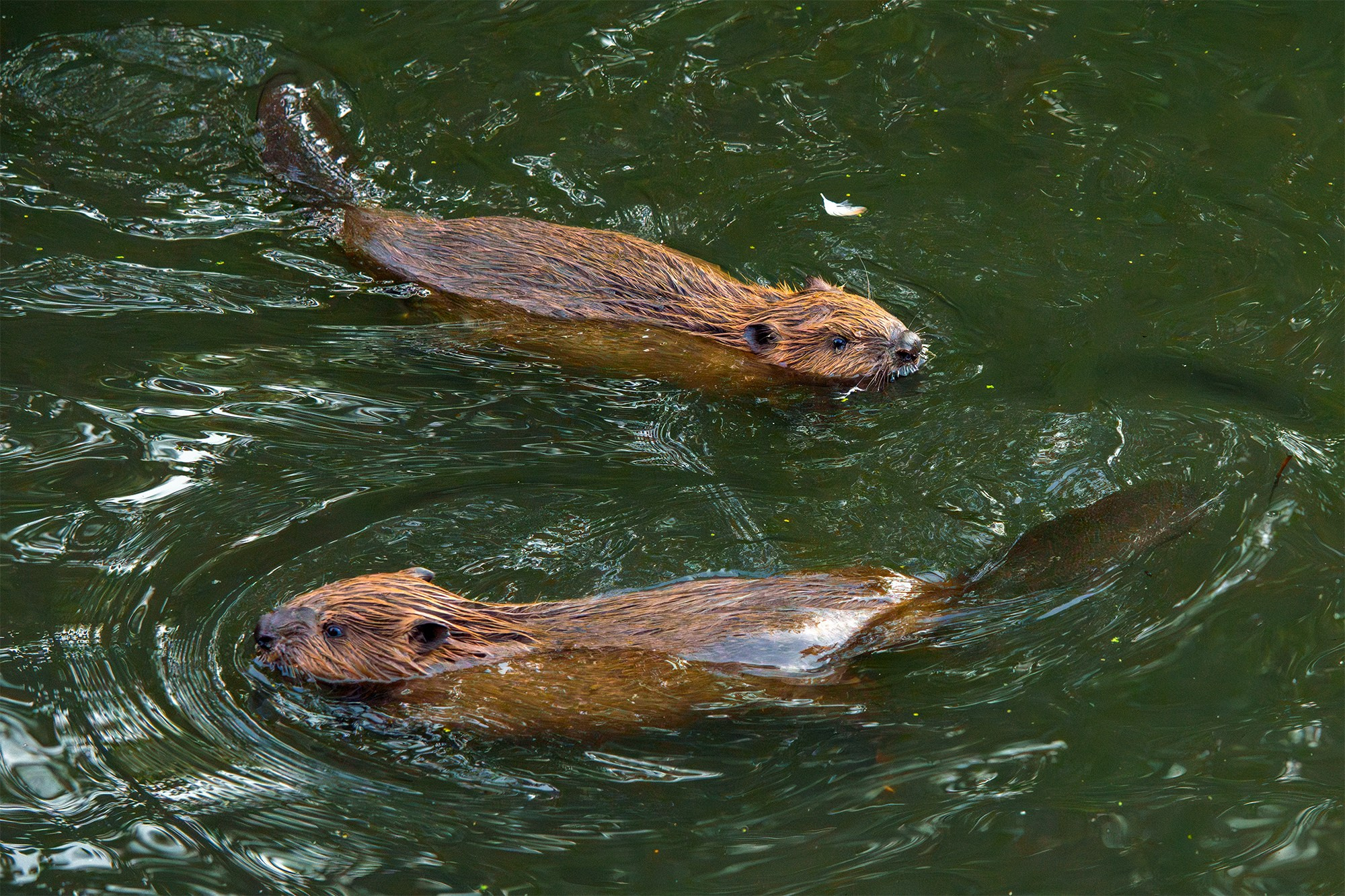 Животные. Ваш личный фотограф Марина Волкова