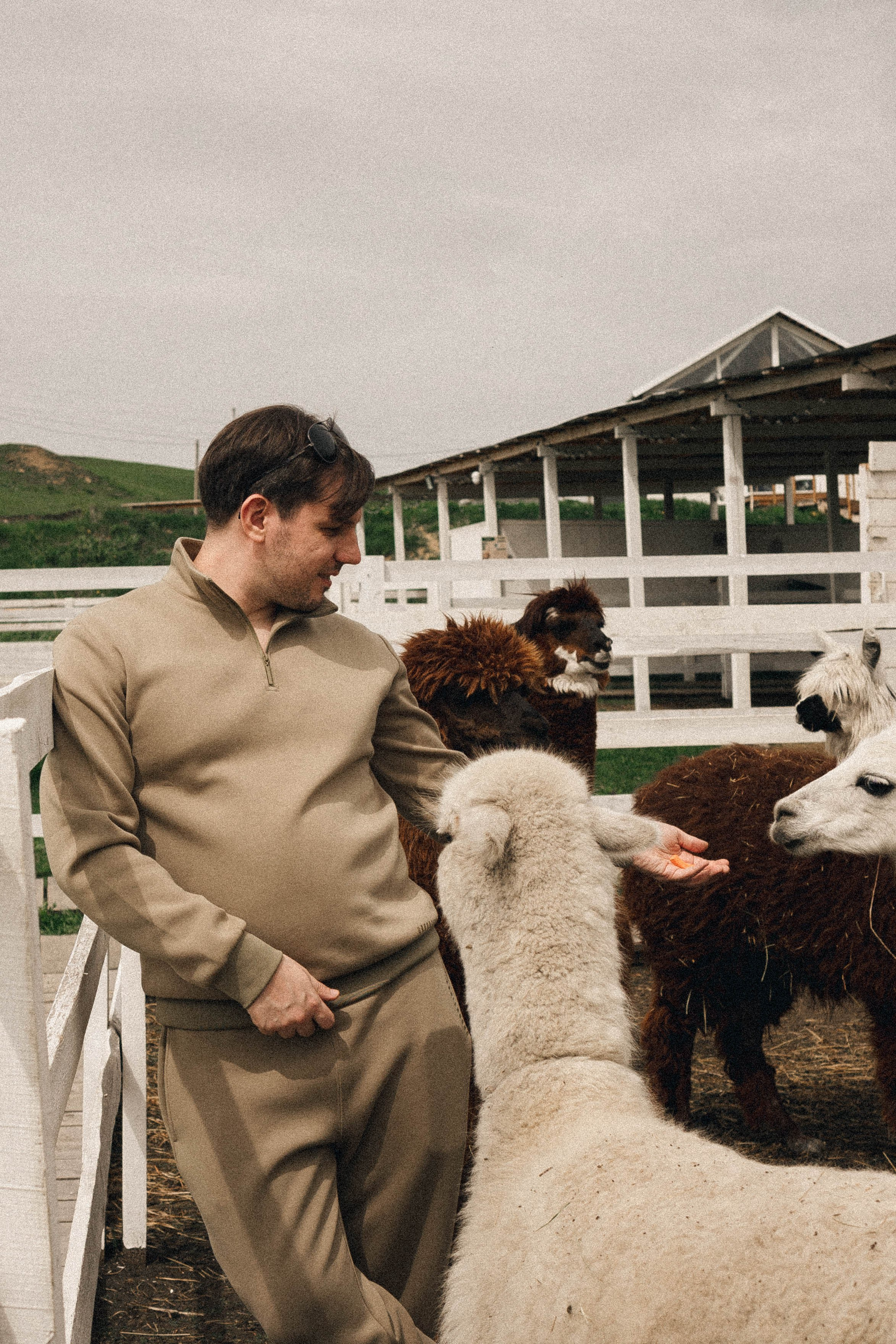 Ферма Альпак. Профессиональный фотограф, Санкт-Петербург — Виктория Богомолова